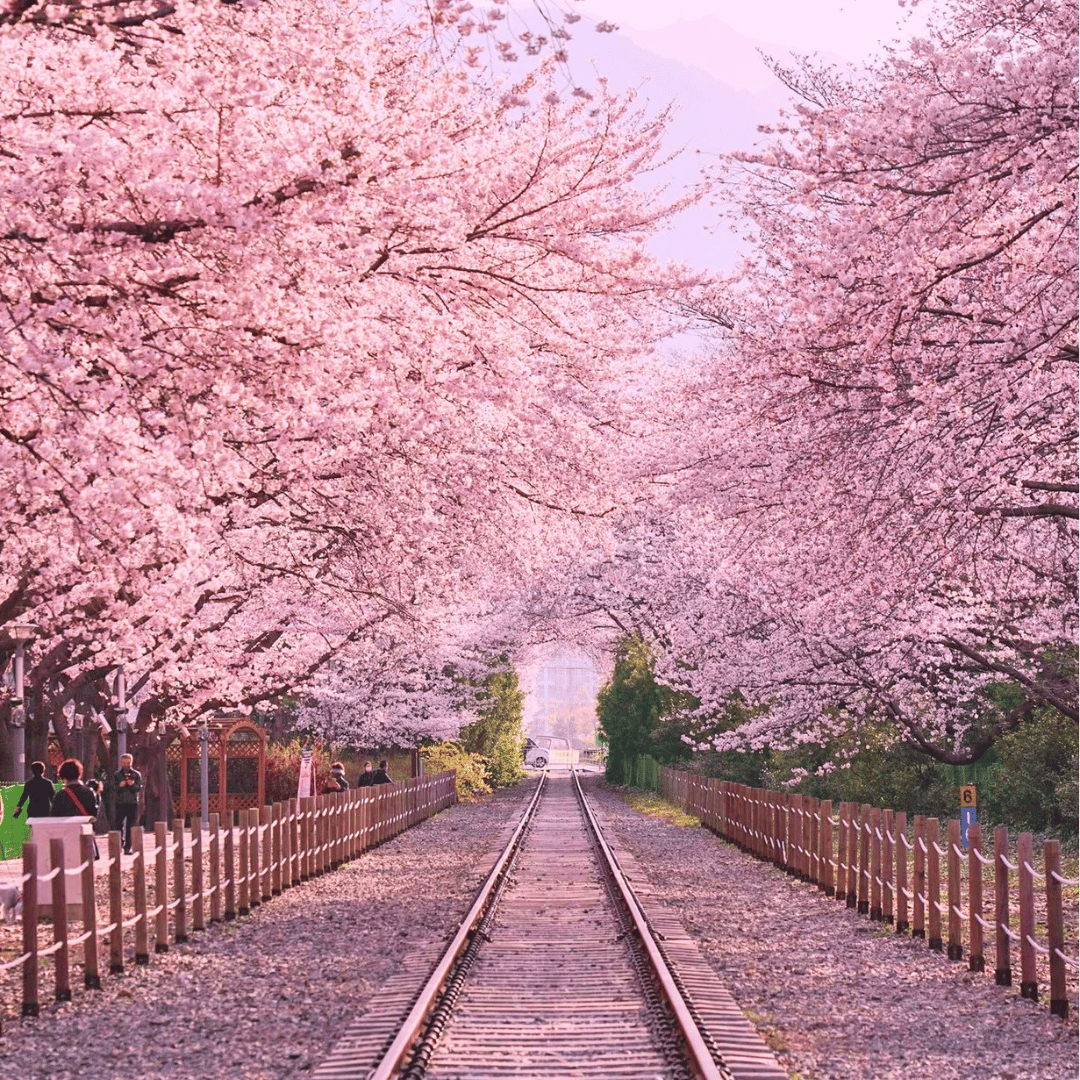 Cherry blossom trees lining a railway track during spring on a South Korea cherry blossom tour.