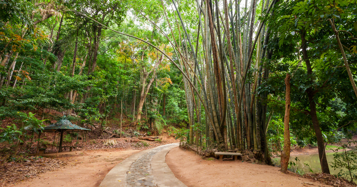 Stone path through bamboo and tropical forest in the Udawattakele Forest Reserve above Kandy