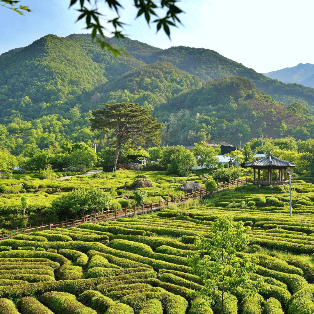 hadong-green-tea-fields-south-korea.jpg.png