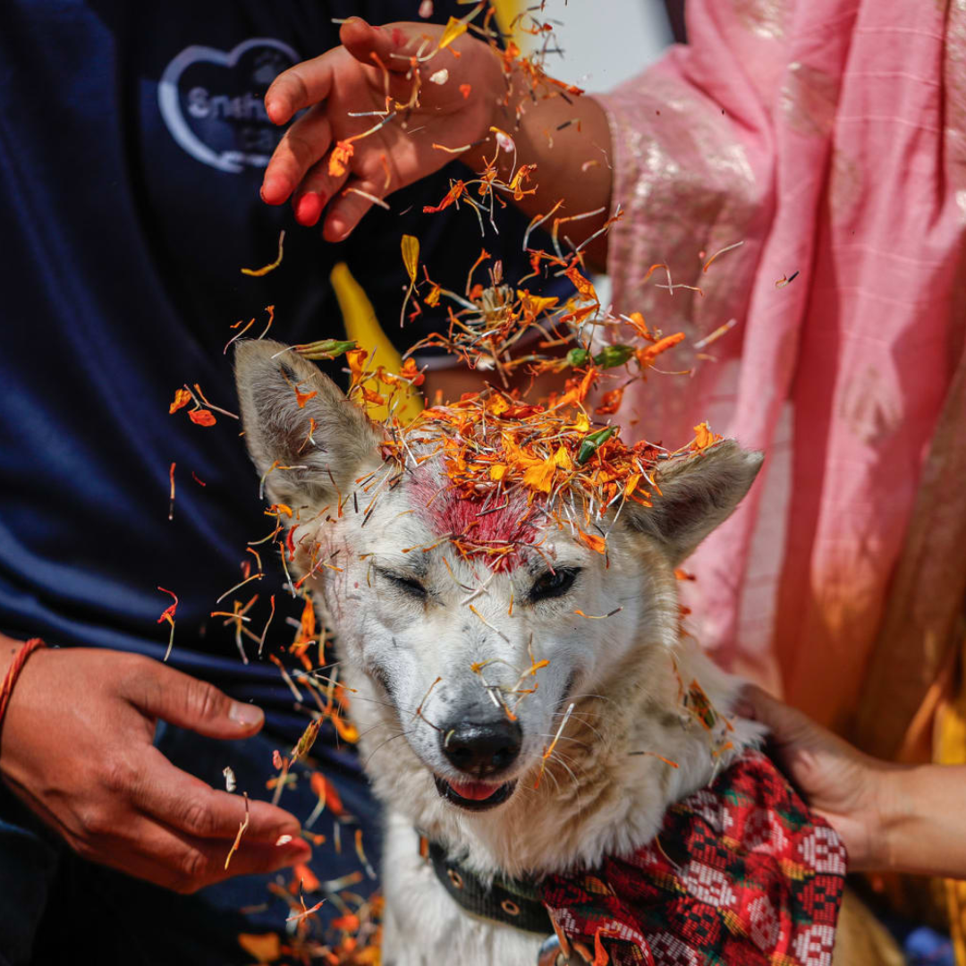 Kukur Tihar Nepal – Festival of Dogs.png