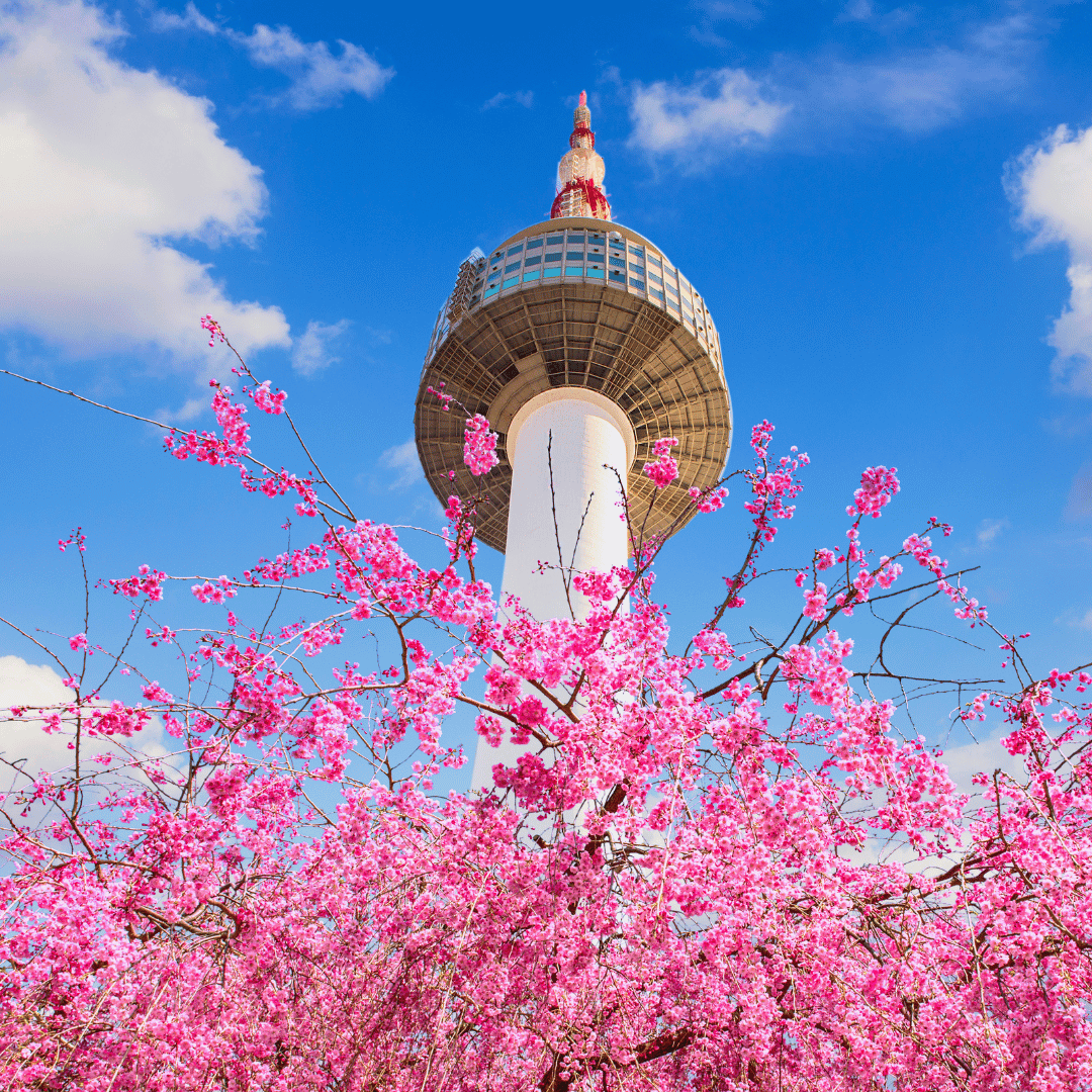 N Seoul Tower surrounded by pink cherry blossoms during spring in Seoul, South Korea.