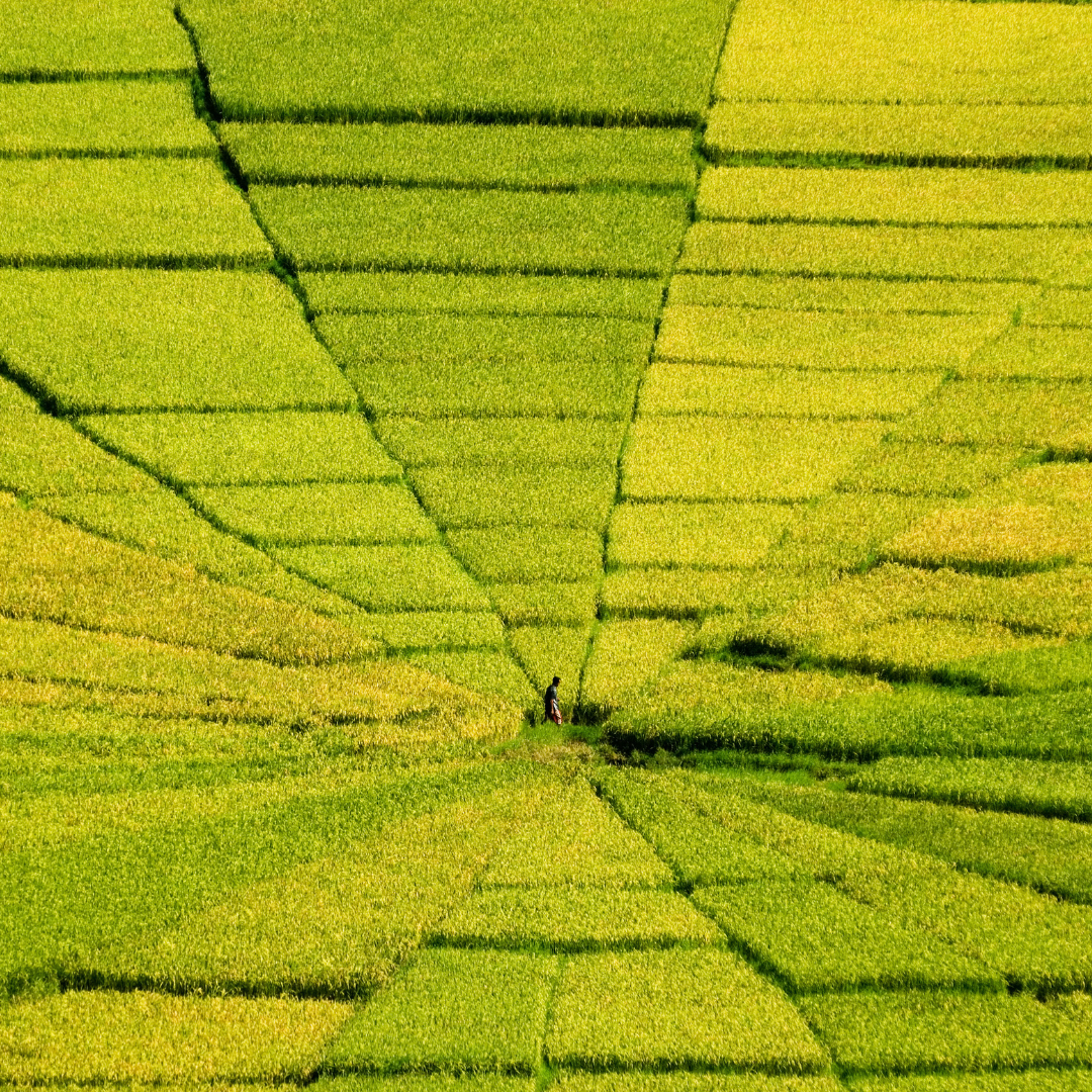 Lush green rice terraces in Flores, Indonesia, showcasing the fertile volcanic landscapes explored on our Indonesia small group tour.