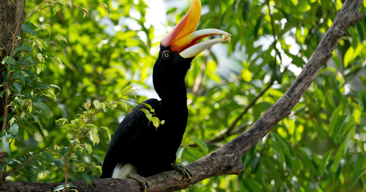 Rhinoceros hornbill perched on a forest branch, showing its curved orange and yellow casque.