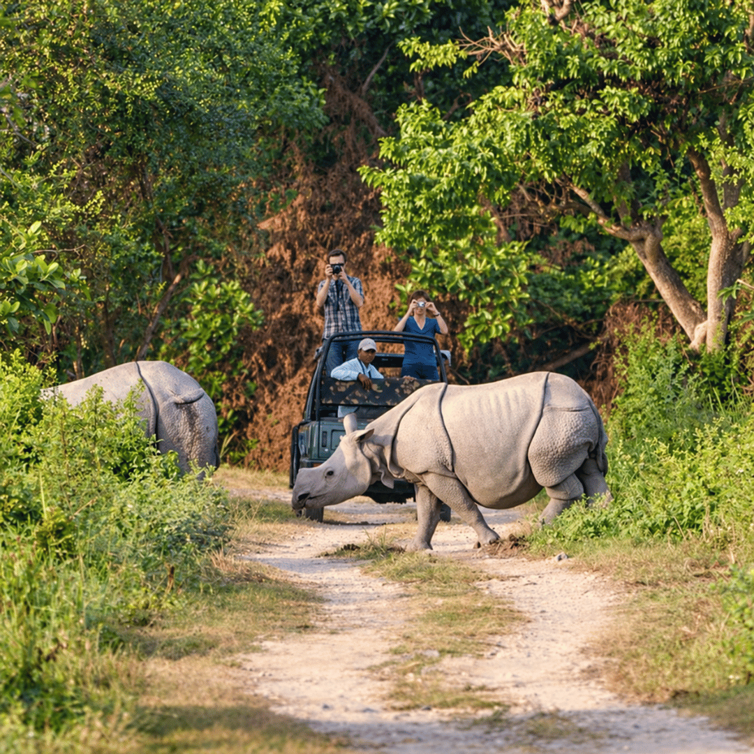 Wildlife safari Nepal Chitwan