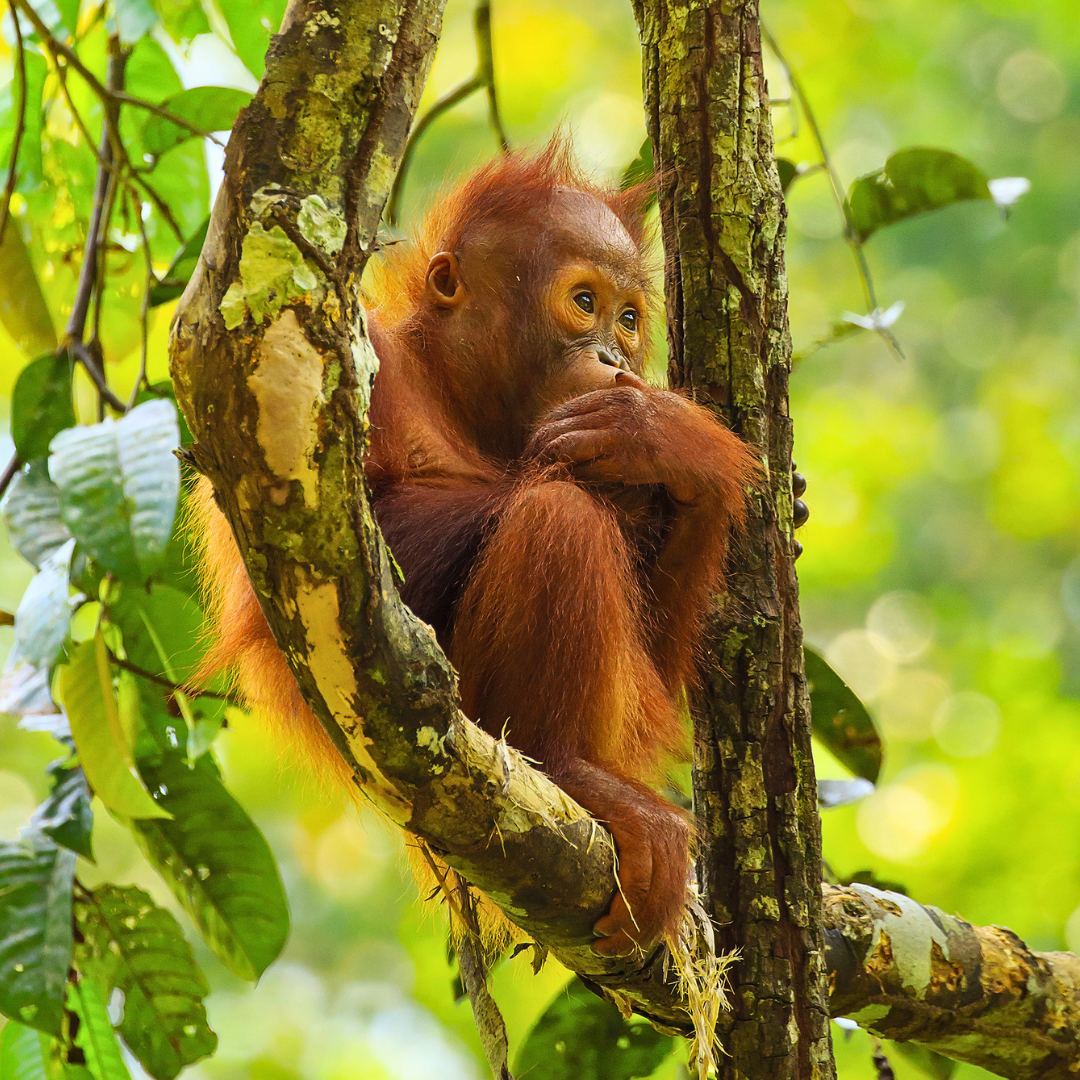 Orangutan at Sepilok, Sabah, Malaysian Borneo.png