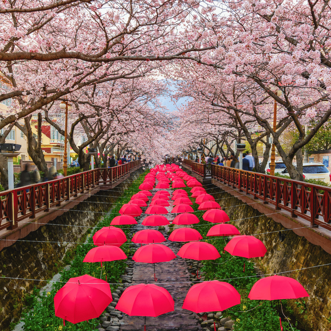 south-korea-cherry-blossom-festival-pink-umbrellas.jpg.png