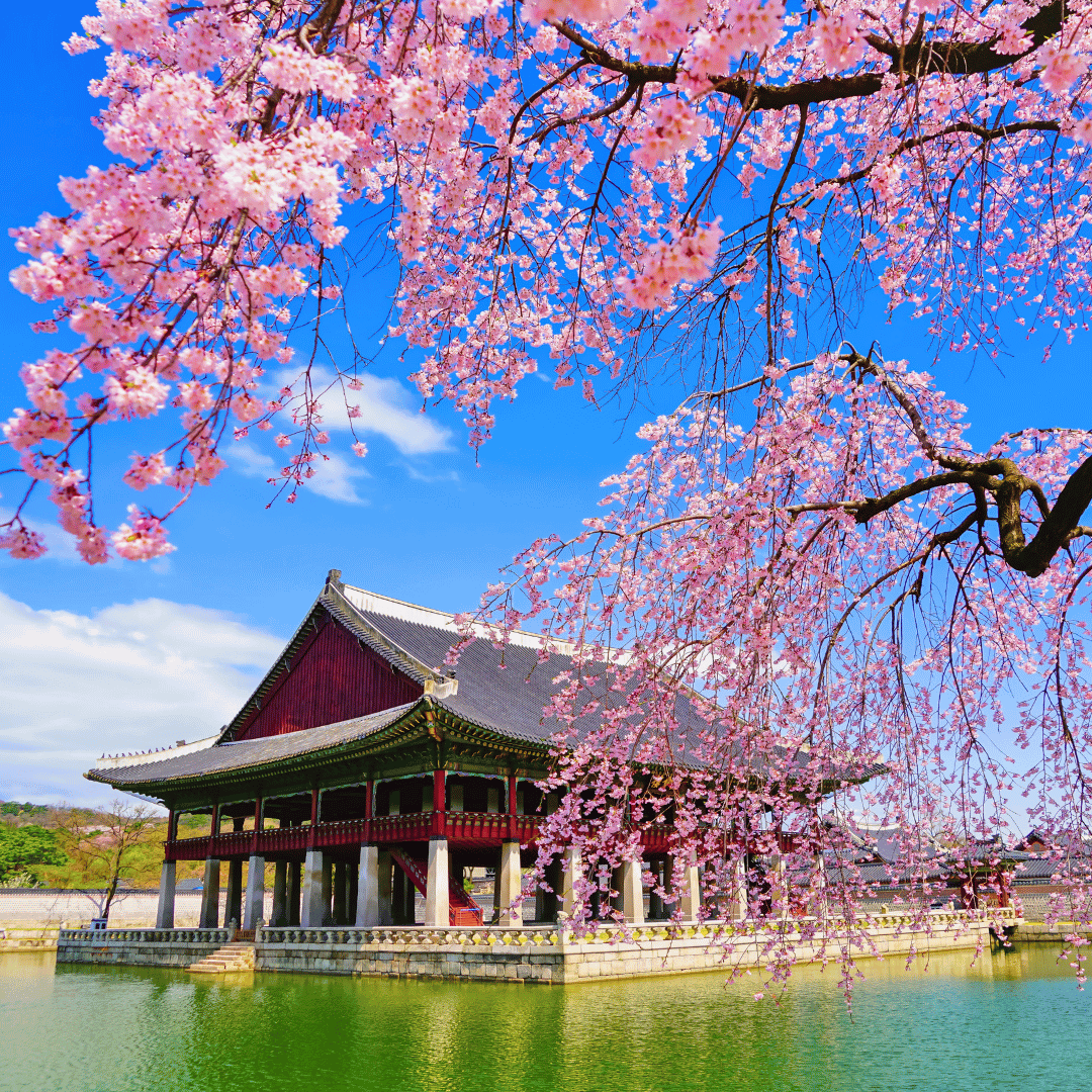 Cherry blossoms framing Gyeongbokgung Palace during spring in Seoul, South Korea.