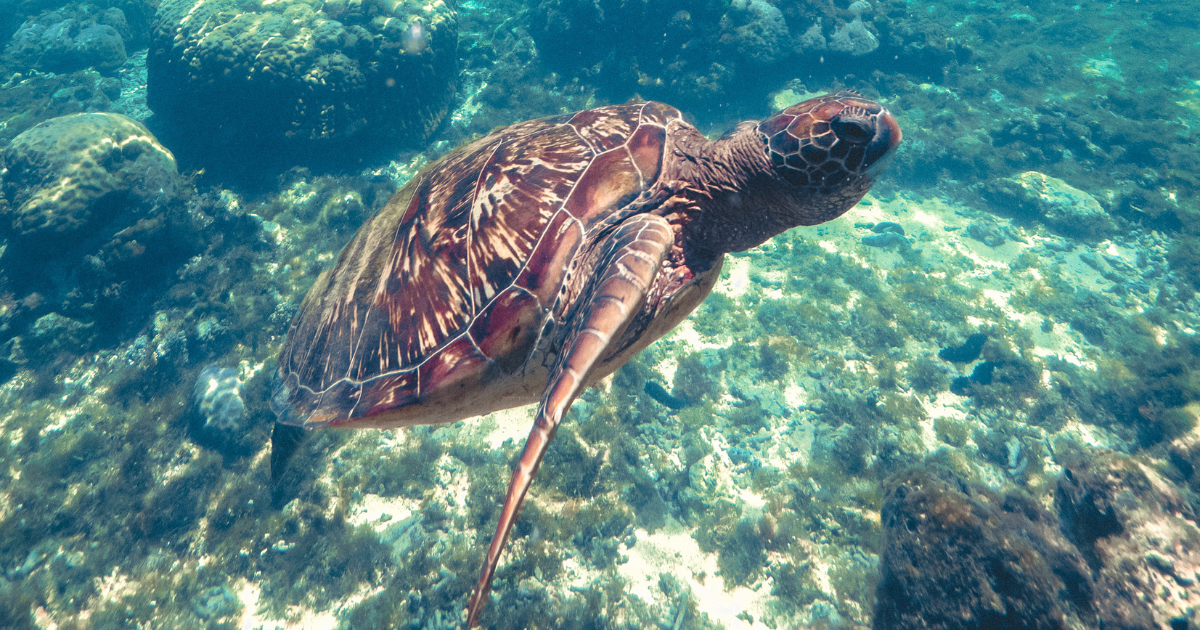 Hawksbill turtle on the reef at Apo Island Marine Reserve, southern Negros