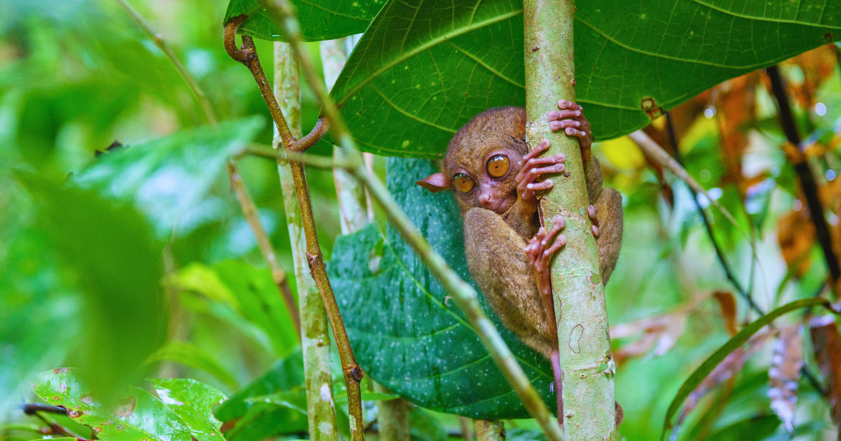 Remarkable East Small Group Tours From Australia.png