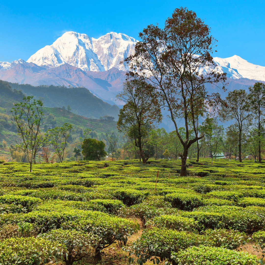 Darjeeling tea gardens