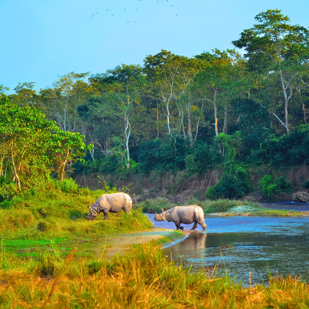 Chitwan National Park Nepal – Wildlife Safari.png