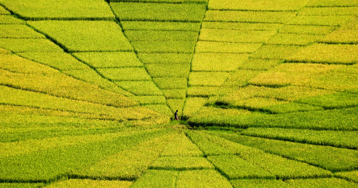 Green and golden rice plots radiating from a central point in the lingko fields of Flores, with a person walking between them.