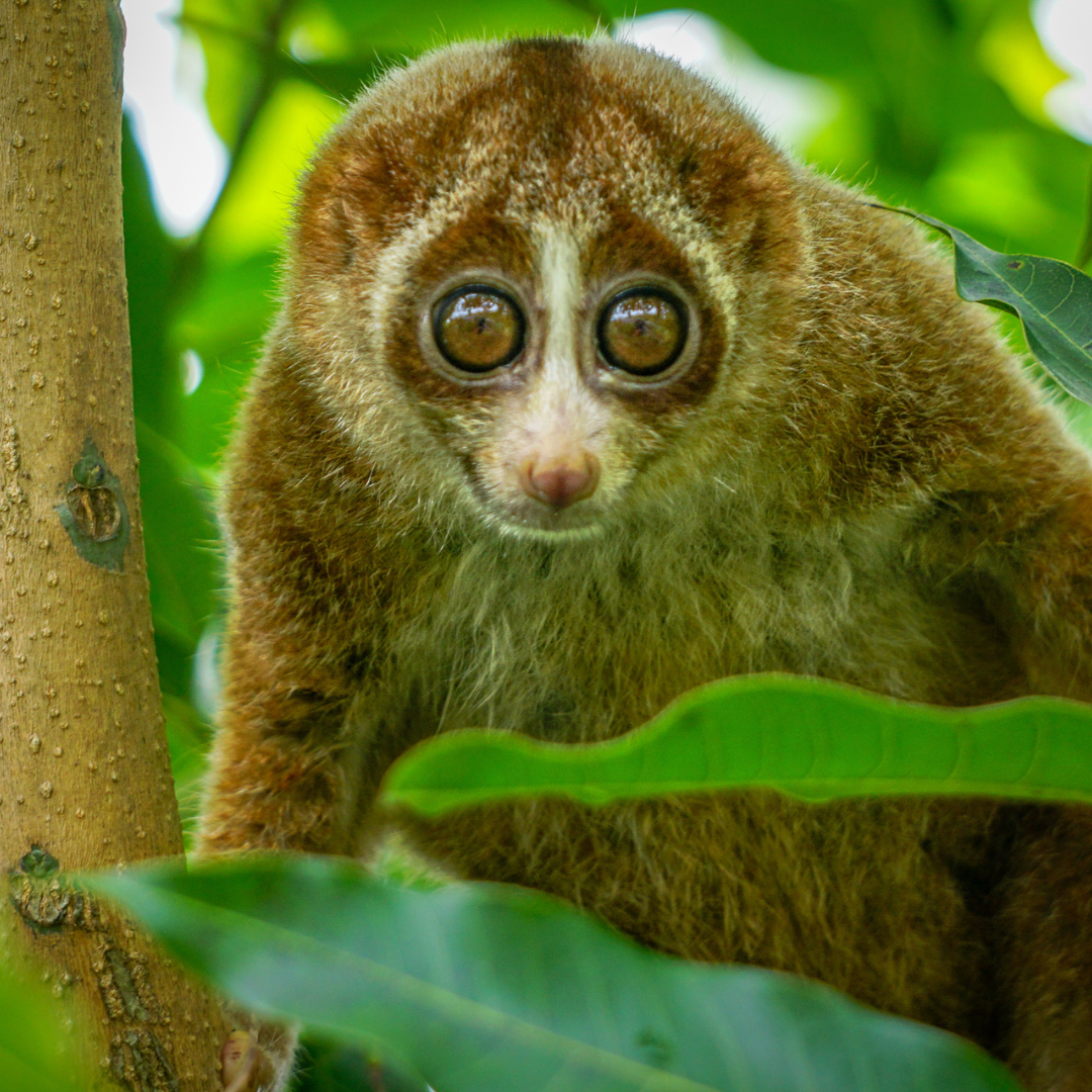 Slow loris peering through lush rainforest foliage in Malaysian Borneo during a nocturnal wildlife encounter.