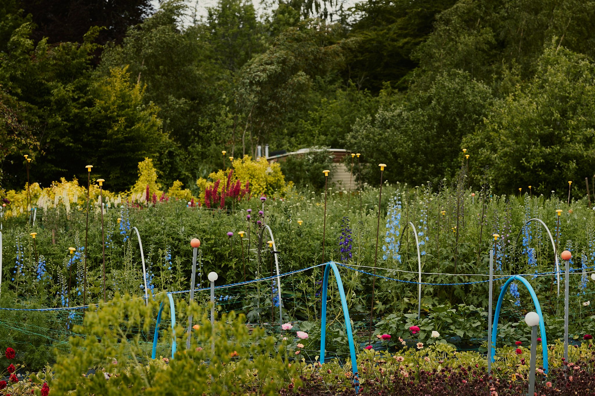 Spouse Tomnaha - Scottish Flower Grower's Collective 30.jpg