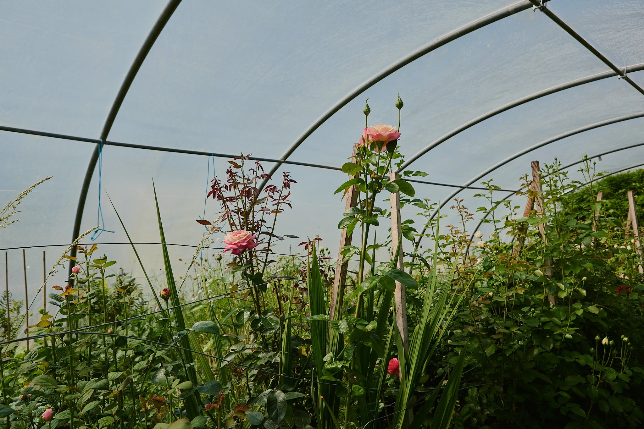 Spouse Mill Pond Flower Farm - Scottish Flower Grower's Collective 95.jpg