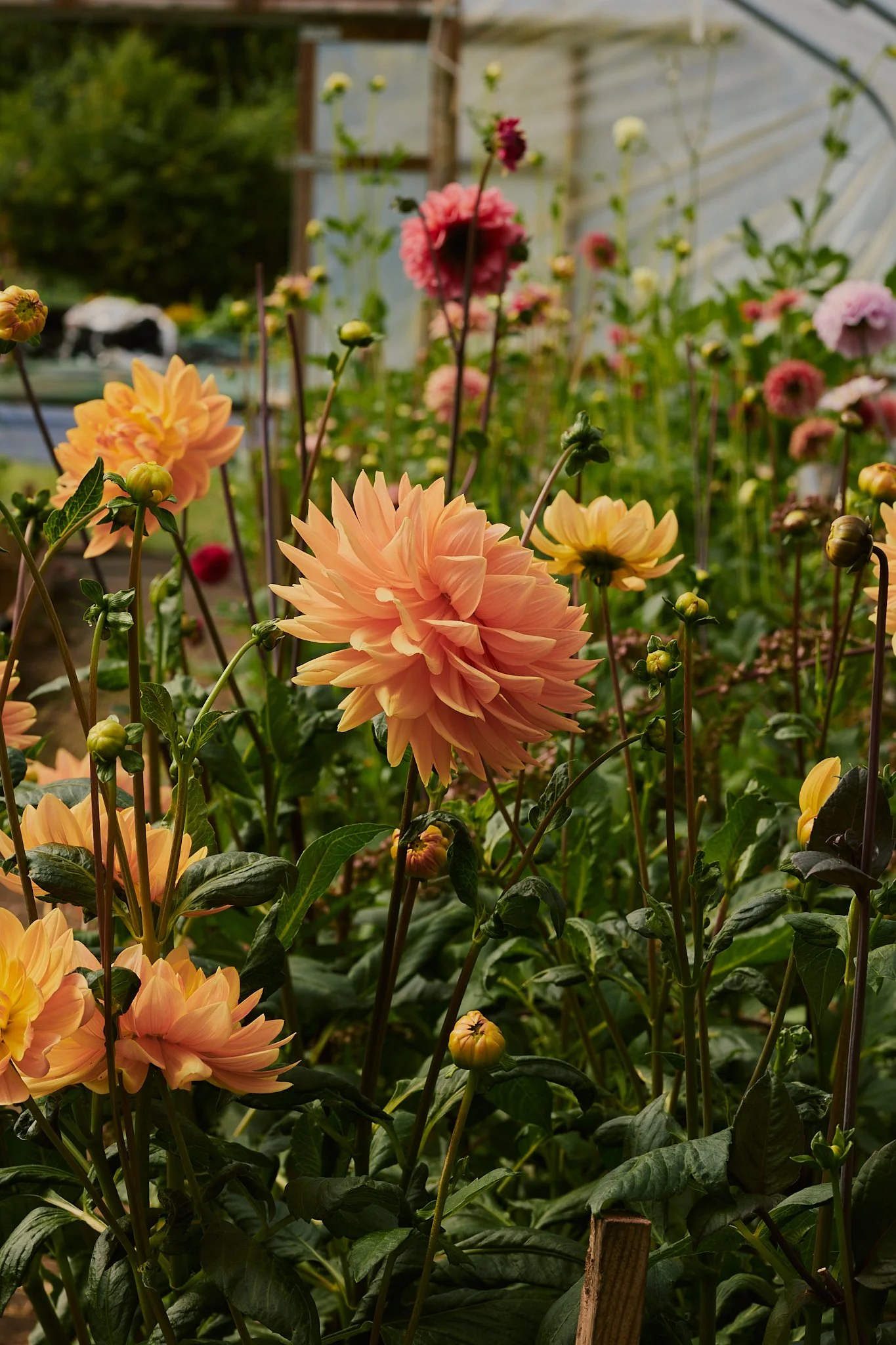 Spouse Pyrus - Scottish Flower Grower's Collective 105.jpg