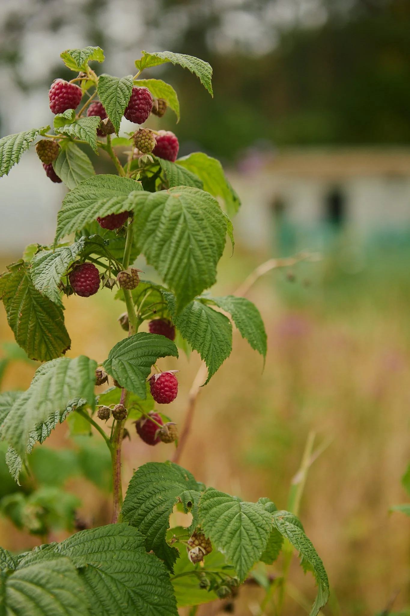 Spouse East Lothian Flower Farm - Scottish Flower Grower's Collective 8.jpg