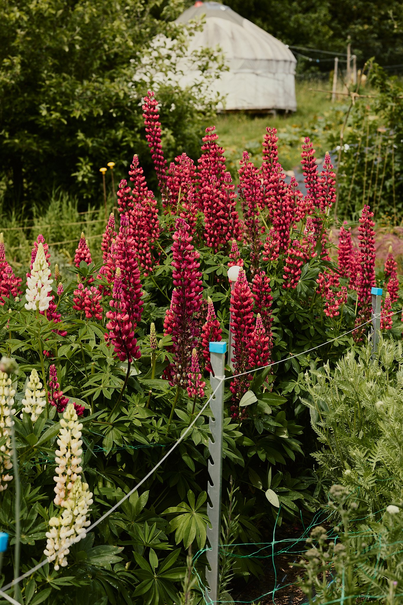 Spouse Tomnaha - Scottish Flower Grower's Collective 27.jpg