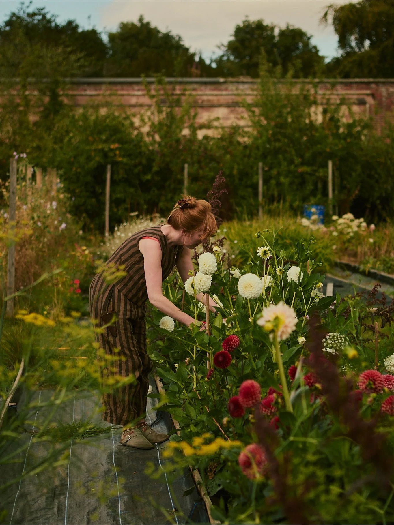 Another day, another flower farm. We’re coming to the end of our series with @scottishflowergrowercollective and we will miss it so! 
Visiting @pyrusbotanicals’s Victorian walled garden in East Lothian is like stepping back in time. A pe