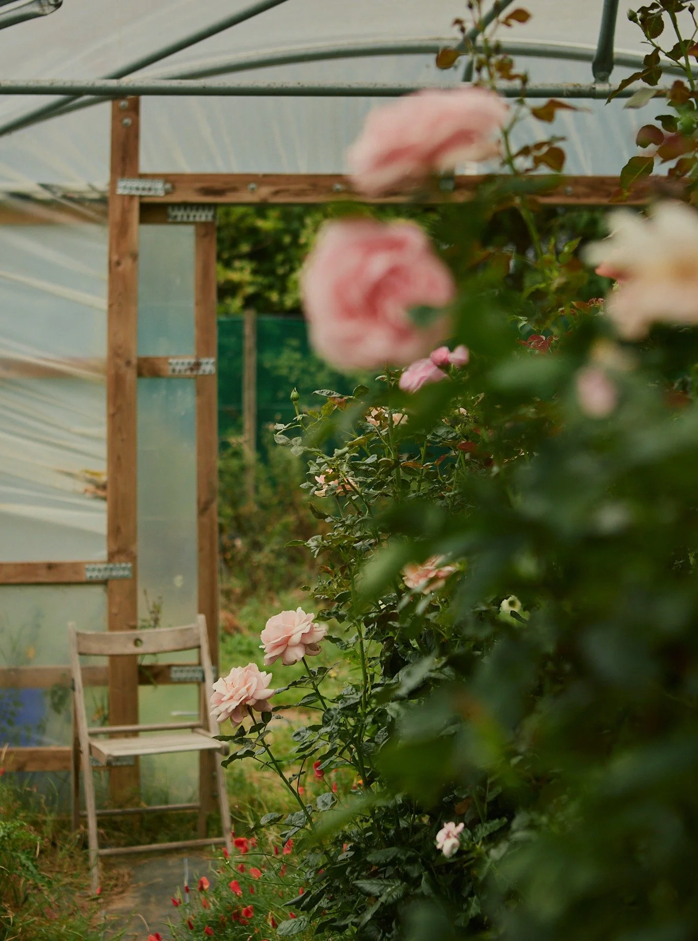 Throwback to spring in the gorgeous @eastlothianflowerfarm. Can't wait to be back to flowering season.