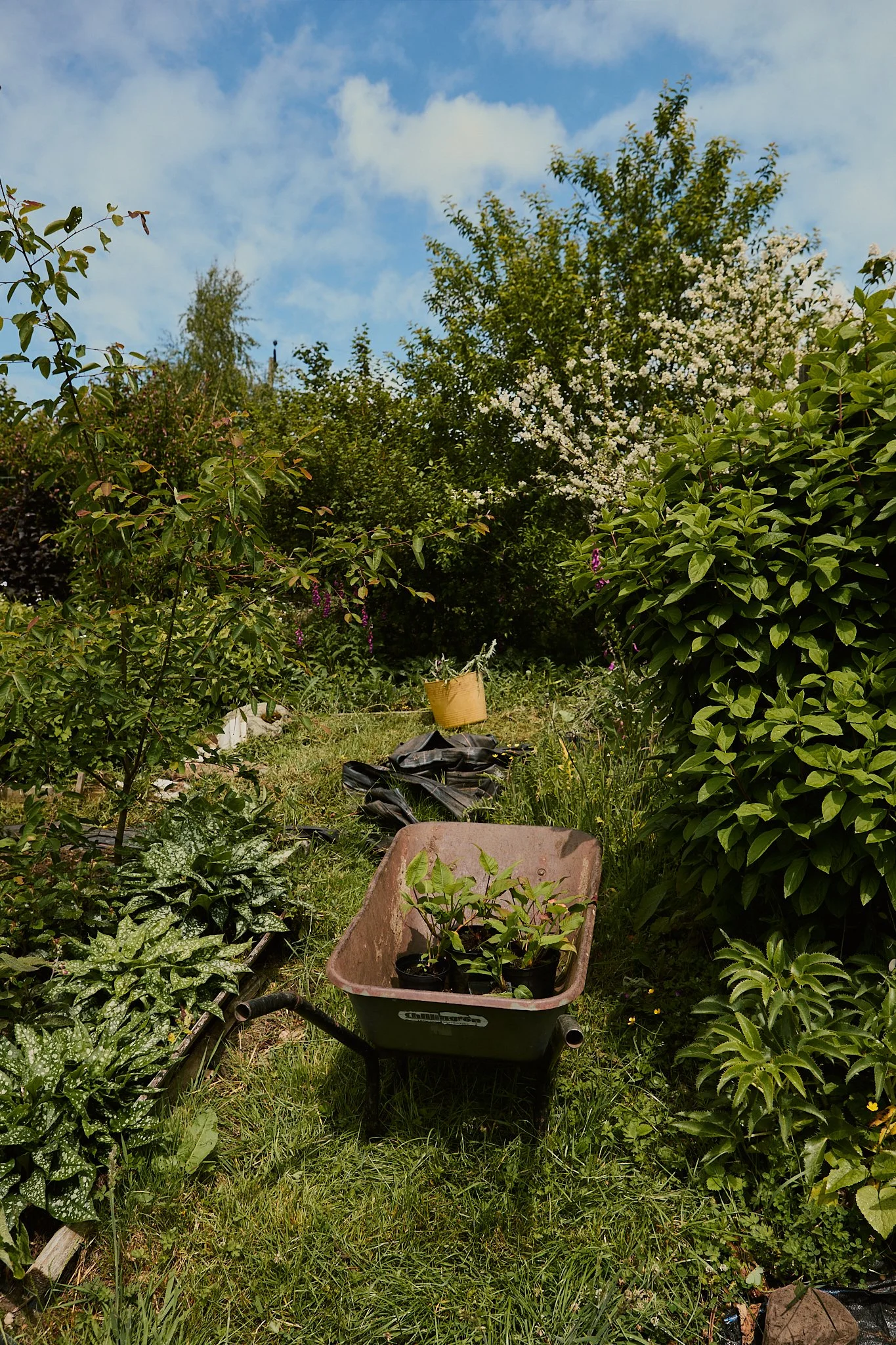 Spouse Tomnaha - Scottish Flower Grower's Collective 5.jpg