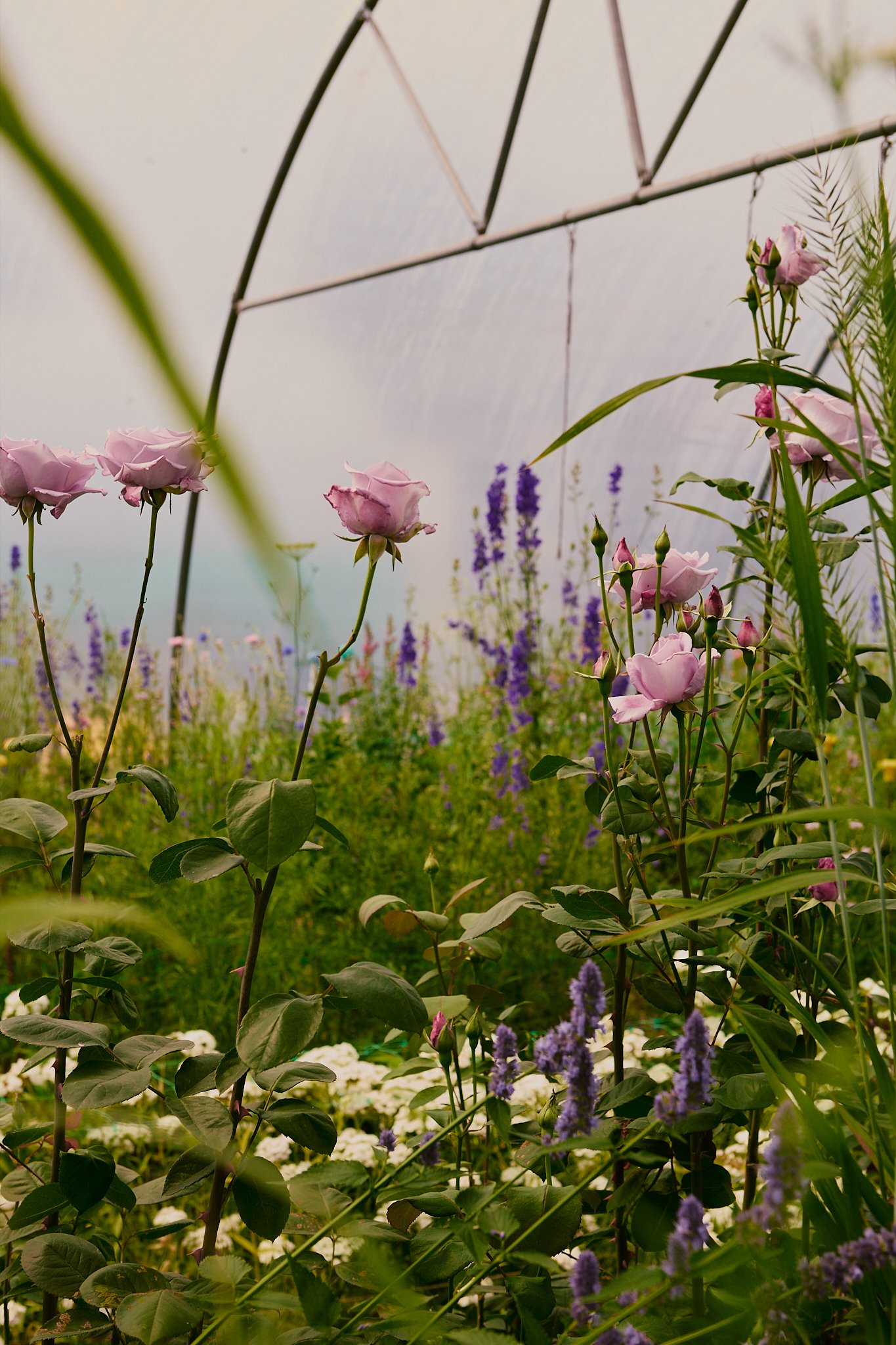 Spouse Tomnaha - Scottish Flower Grower's Collective 66.jpg
