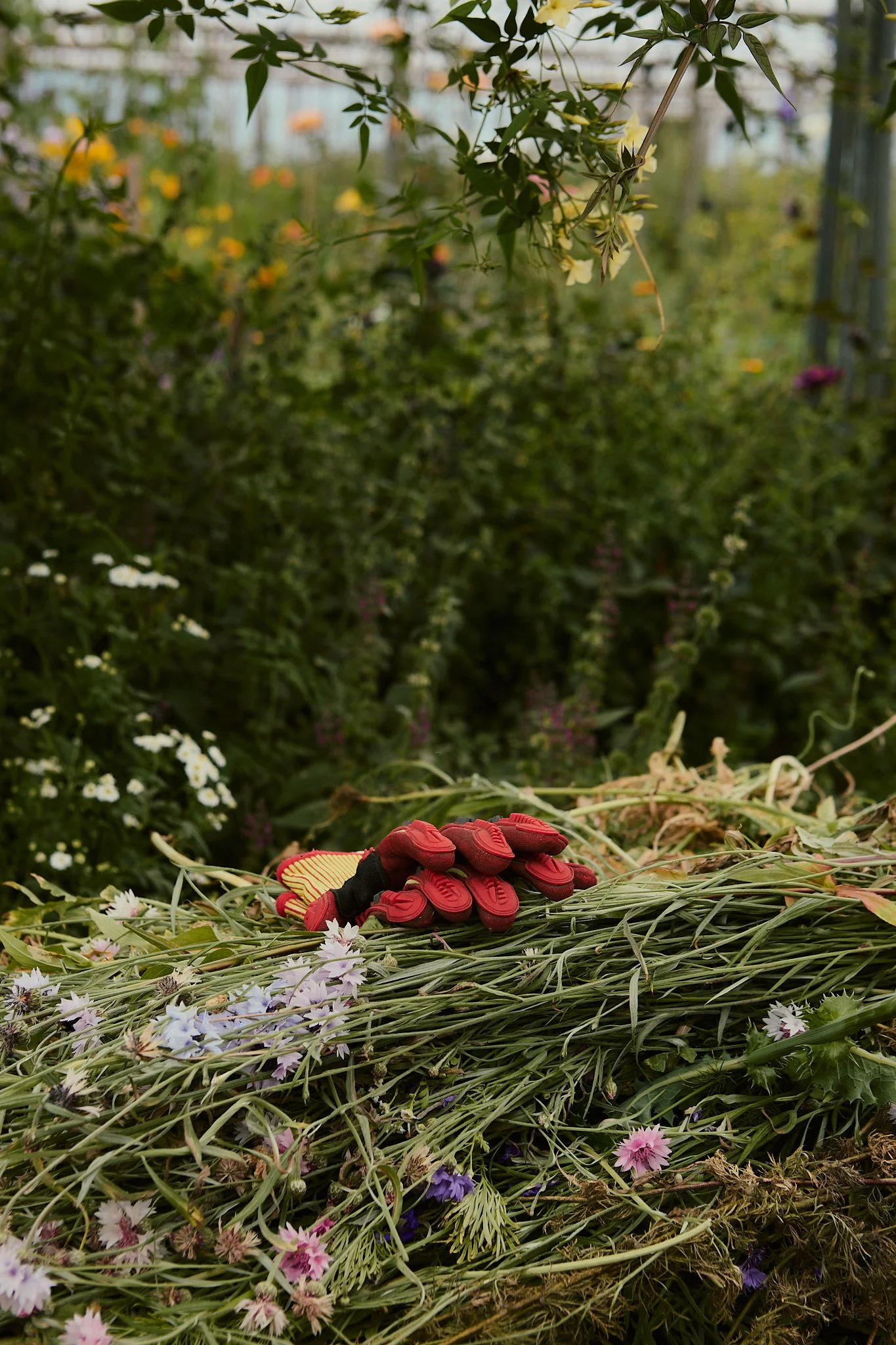 Spouse Tomnaha - Scottish Flower Grower's Collective 37.jpg