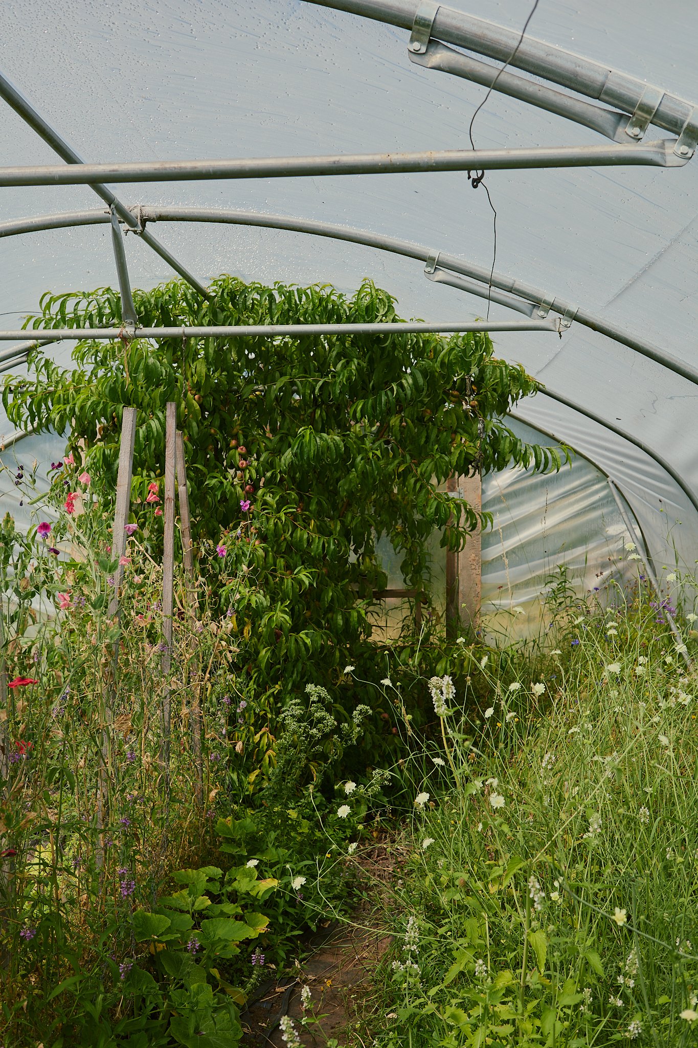 Spouse Mill Pond Flower Farm - Scottish Flower Grower's Collective 86.jpg