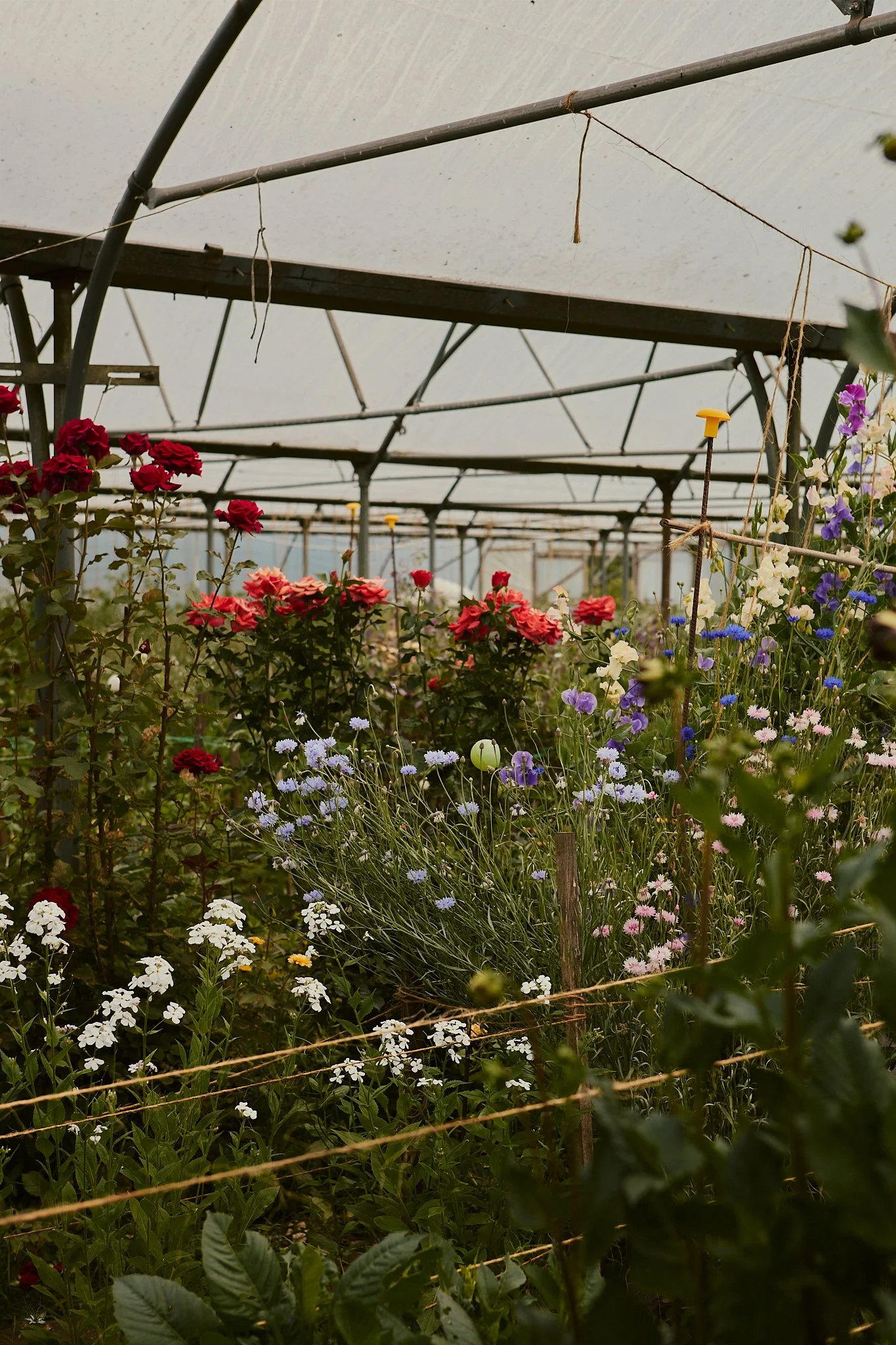 Spouse Tomnaha - Scottish Flower Grower's Collective 49.jpg