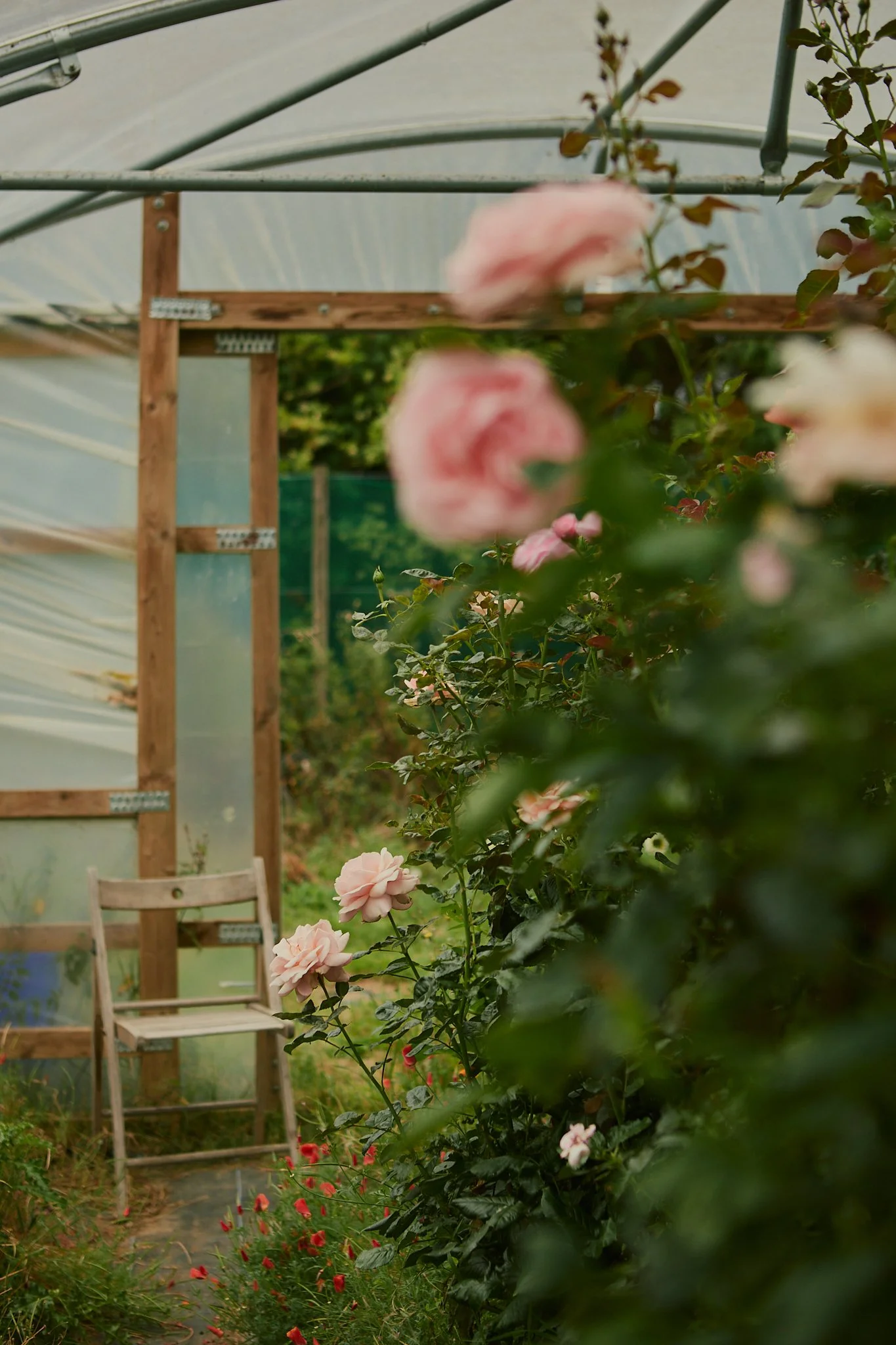 Spouse East Lothian Flower Farm - Scottish Flower Grower's Collective 5.jpg