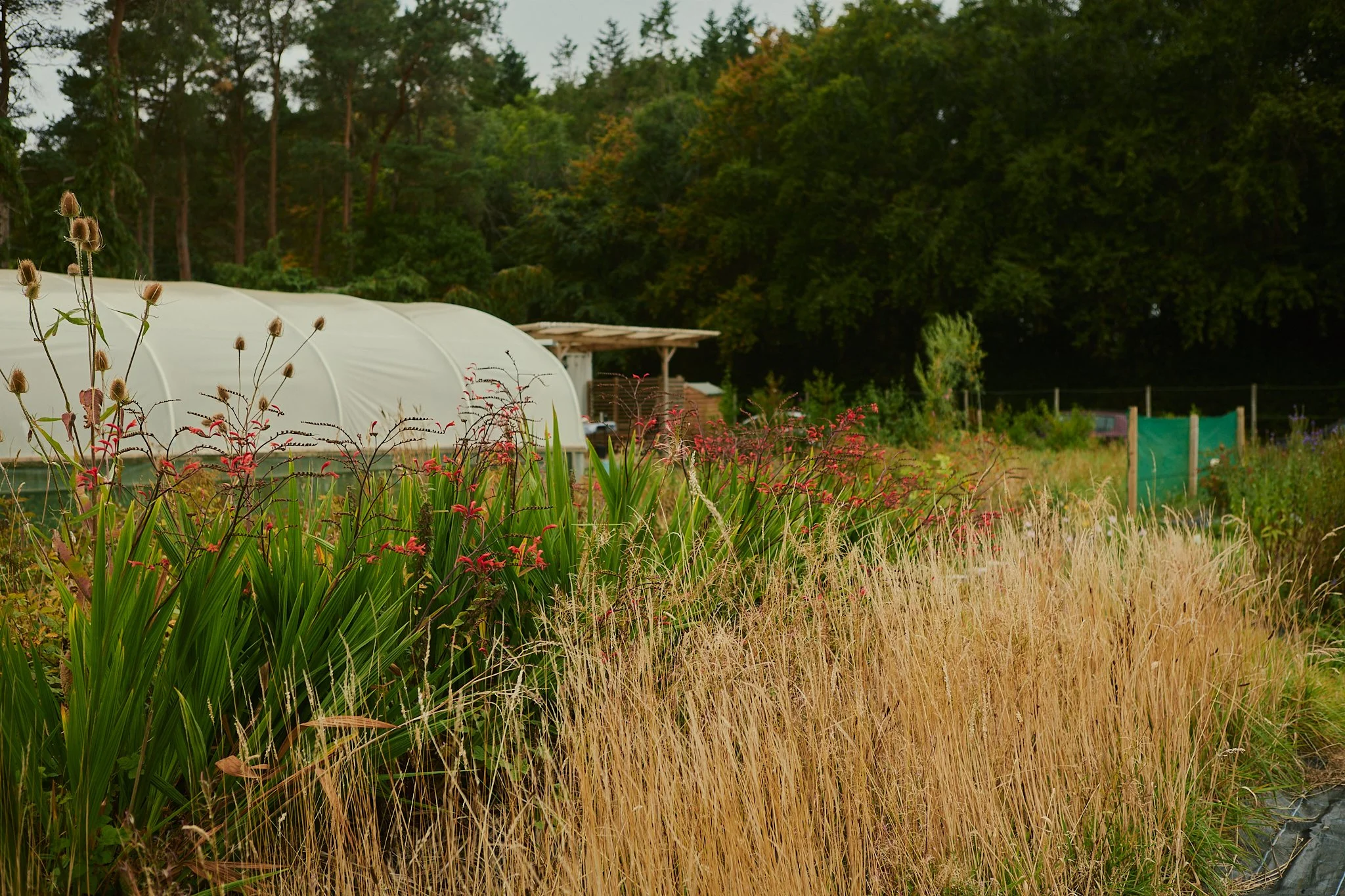 Spouse East Lothian Flower Farm - Scottish Flower Grower's Collective 7.jpg
