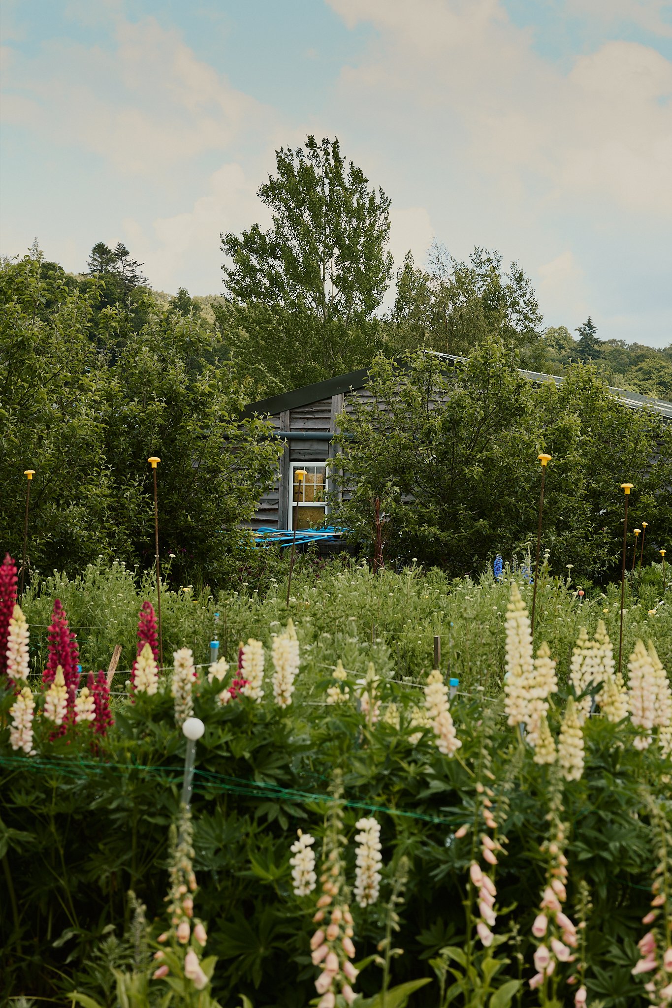Spouse Tomnaha - Scottish Flower Grower's Collective 25.jpg