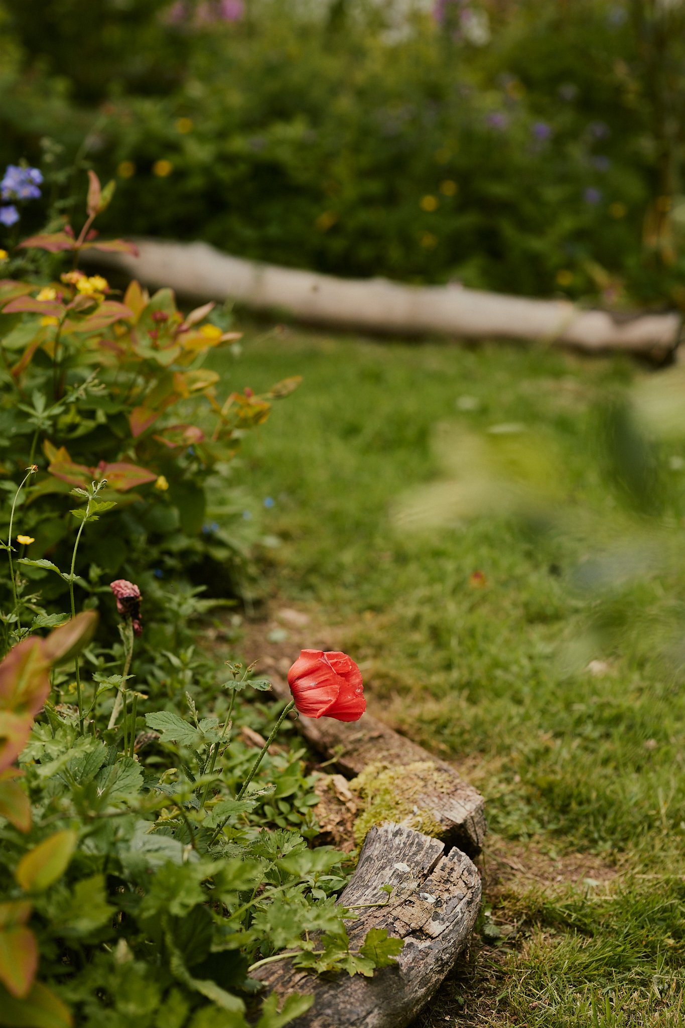 Spouse Burnside Croft - Scottish Flower Grower's Collective 38.jpg
