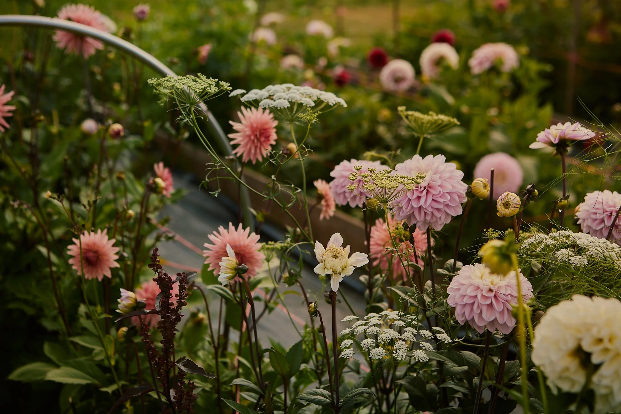 Spouse Pyrus - Scottish Flower Grower's Collective 66.jpg