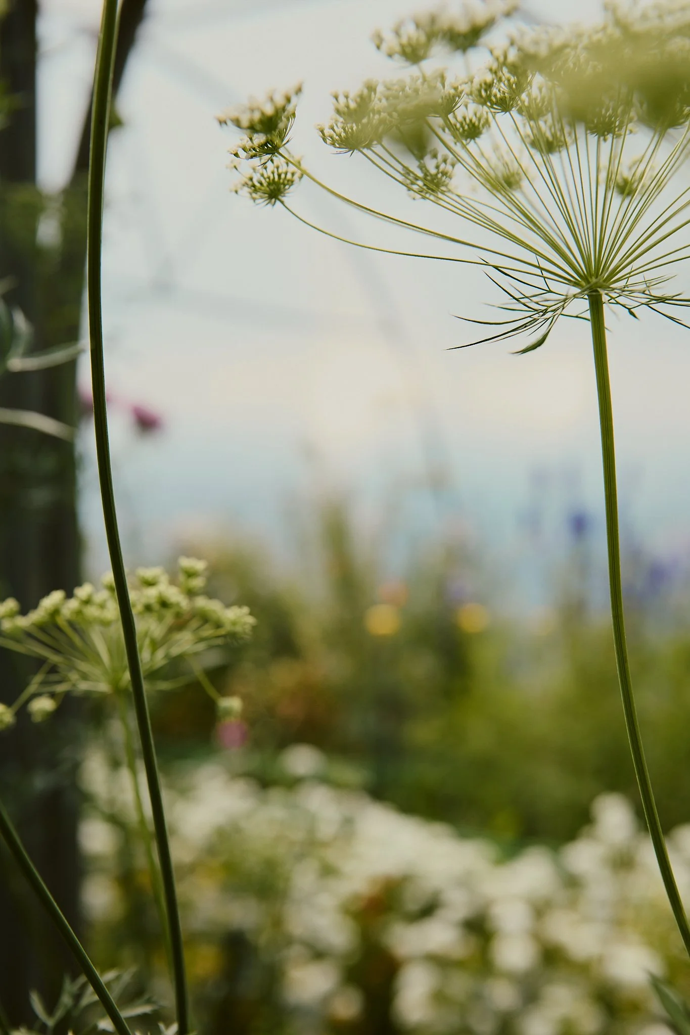 Spouse Tomnaha - Scottish Flower Grower's Collective 42.jpg