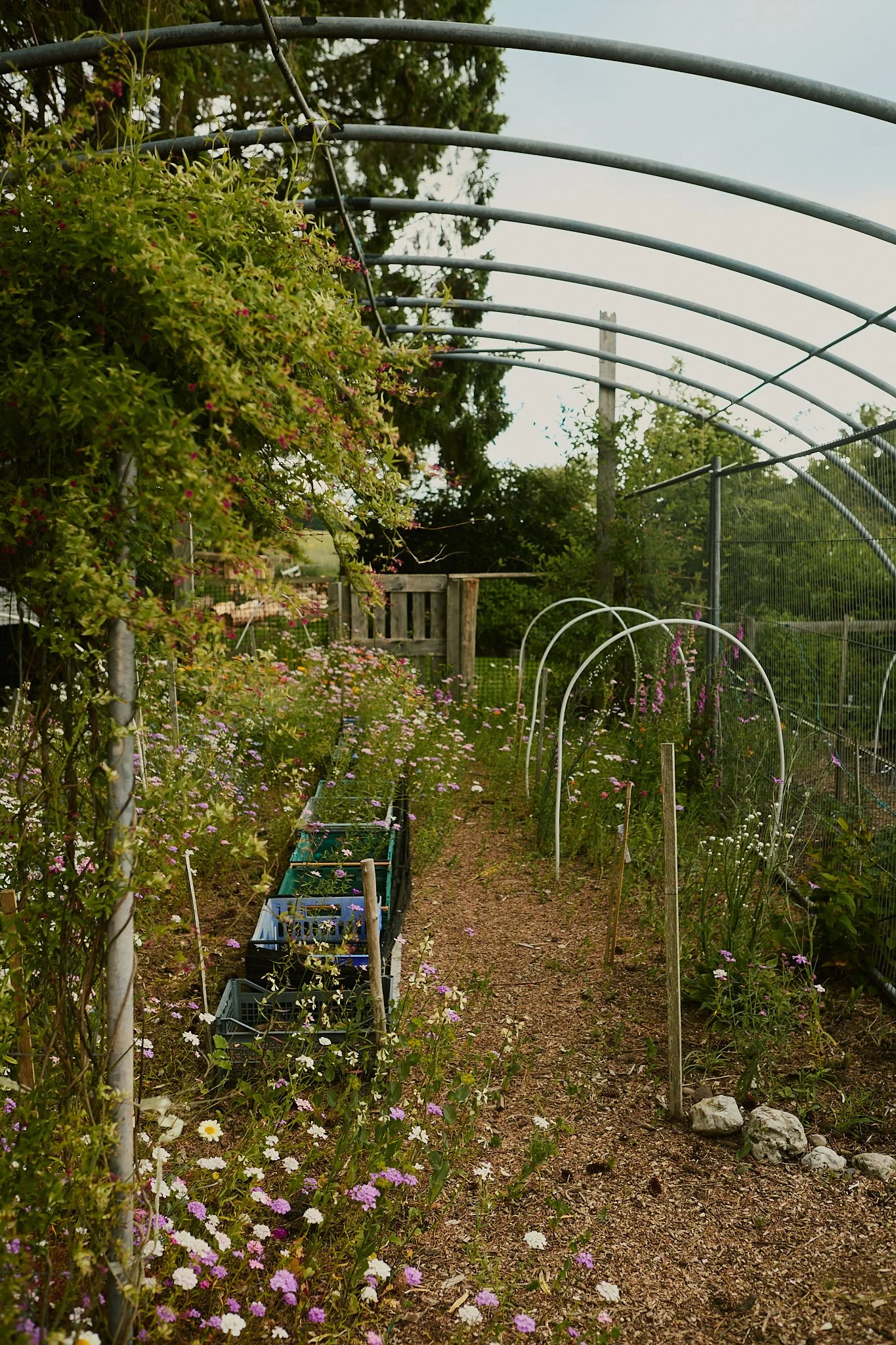 Spouse Burnside Croft - Scottish Flower Grower's Collective 3.jpg