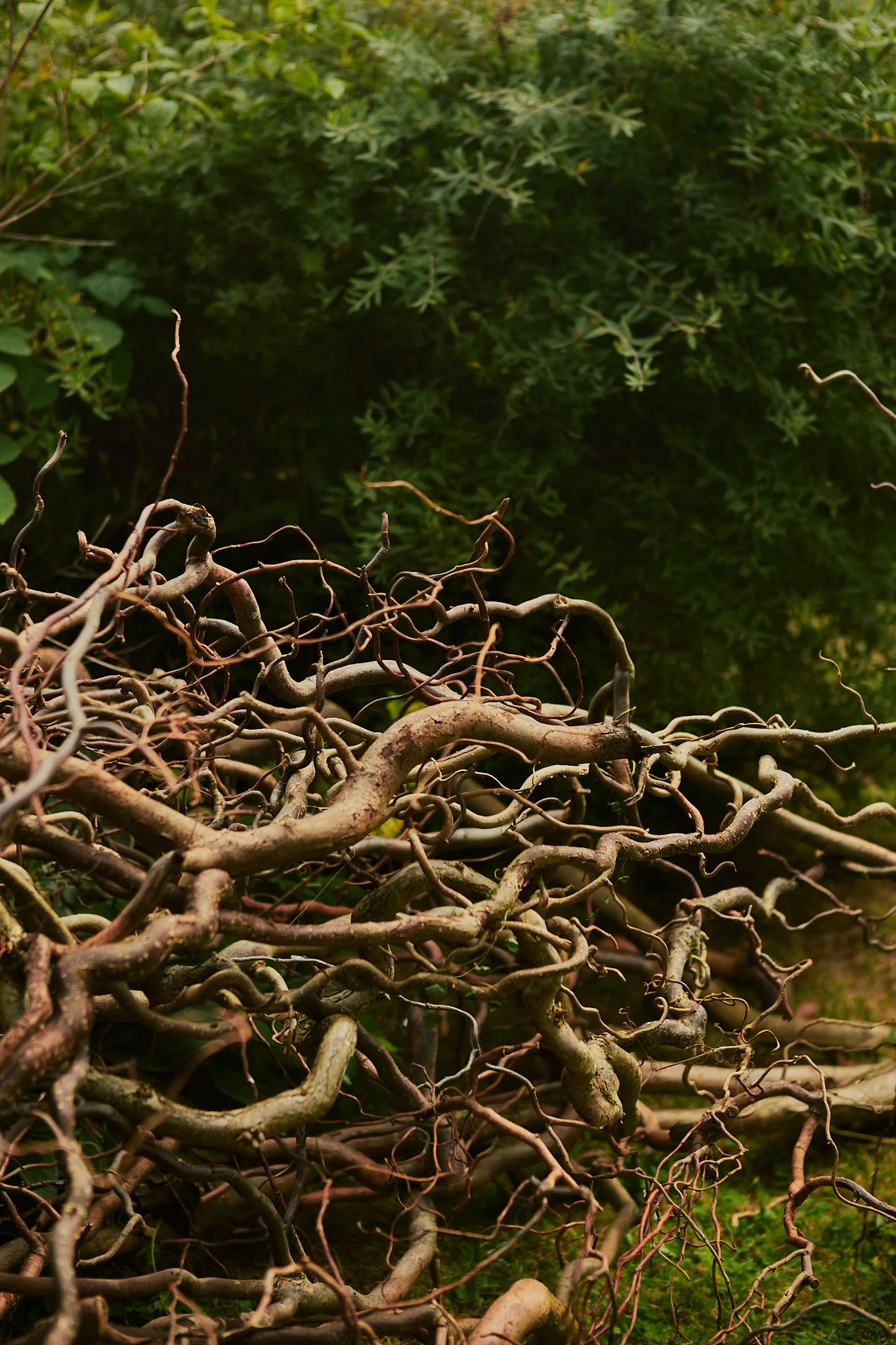 Spouse Pyrus - Scottish Flower Grower's Collective 74.jpg