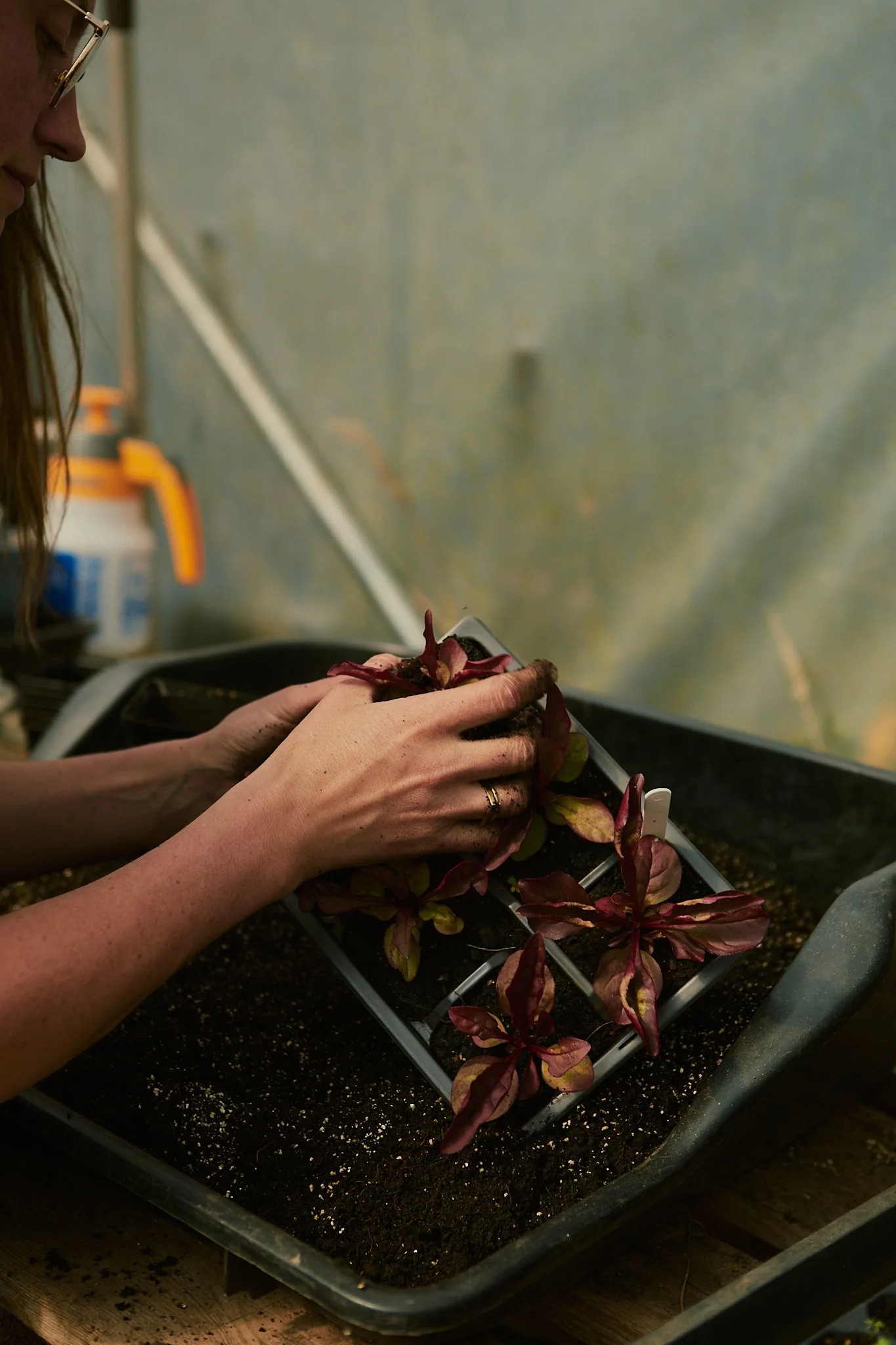 Spouse Pyrus - Scottish Flower Grower's Collective 97.jpg