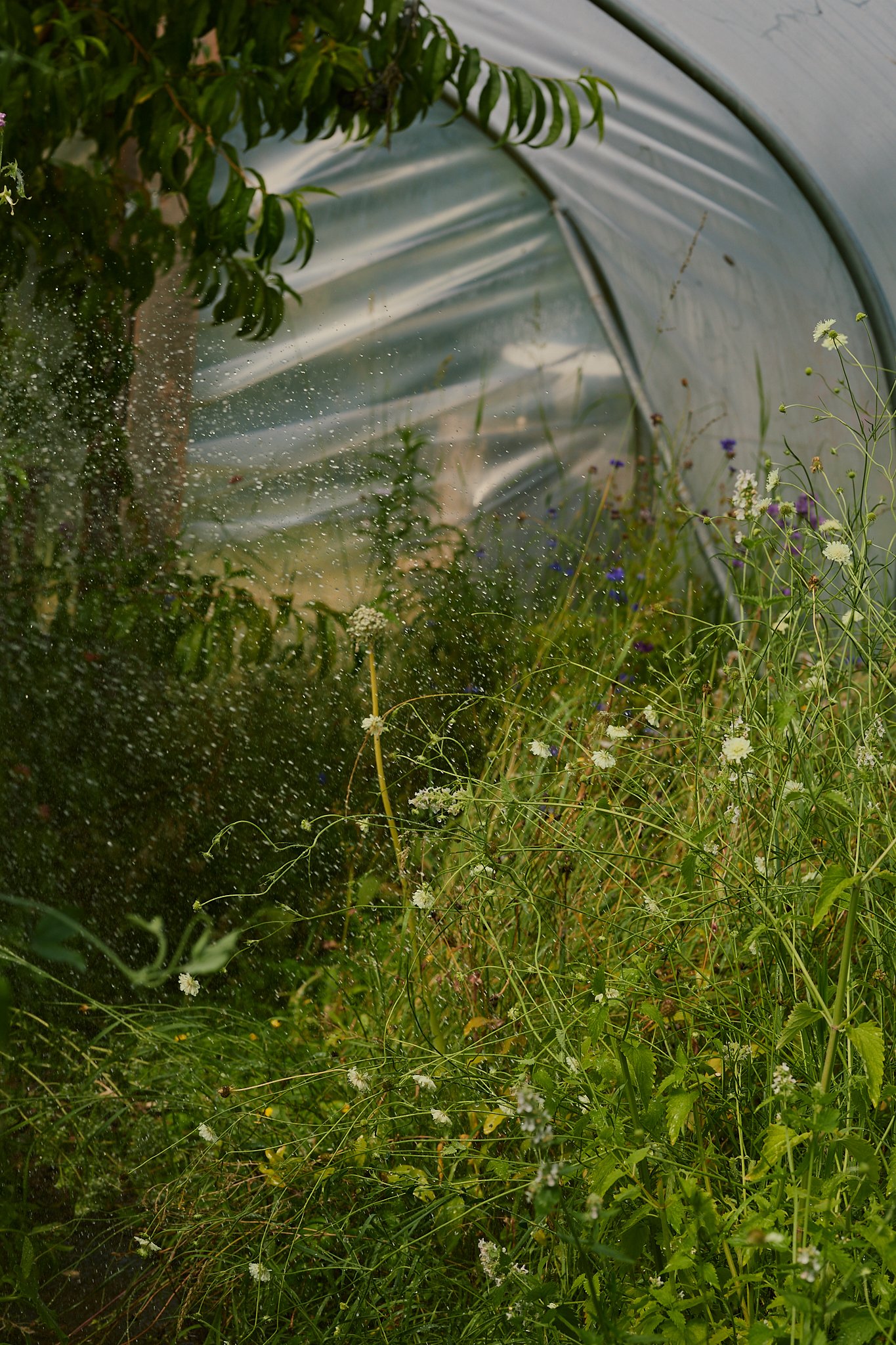 Spouse Mill Pond Flower Farm - Scottish Flower Grower's Collective 110.jpg