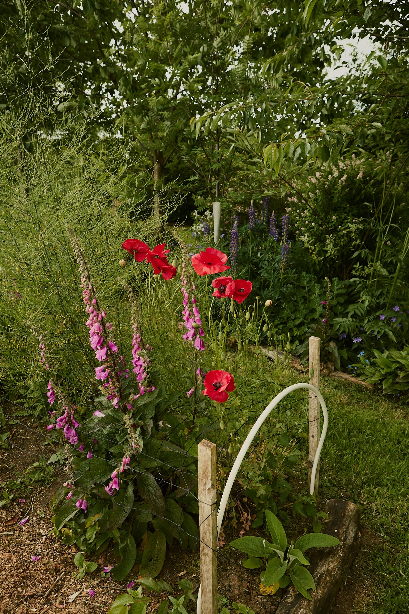 Spouse Burnside Croft - Scottish Flower Grower's Collective 16.jpg