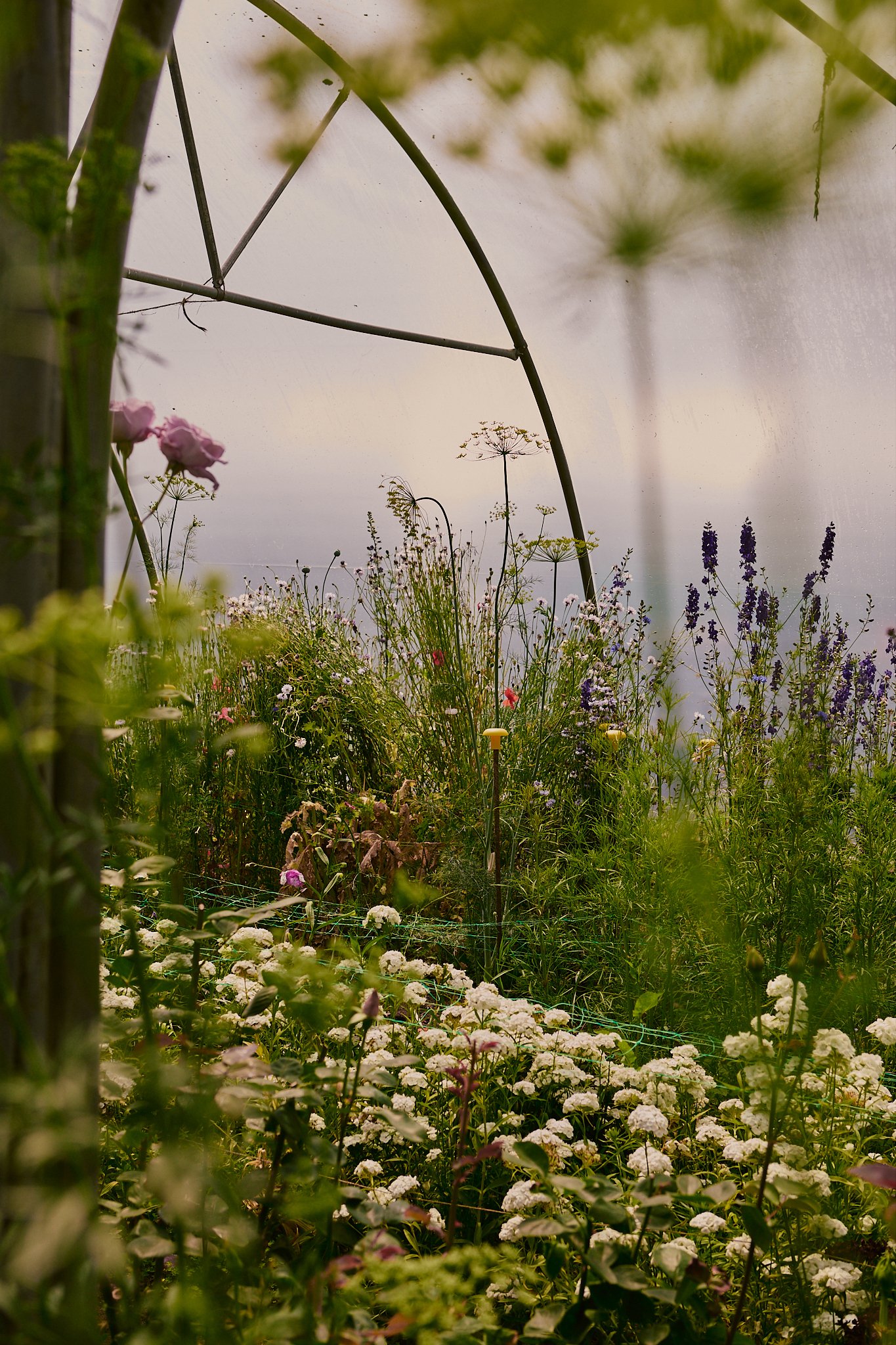 Spouse Tomnaha - Scottish Flower Grower's Collective 68.jpg