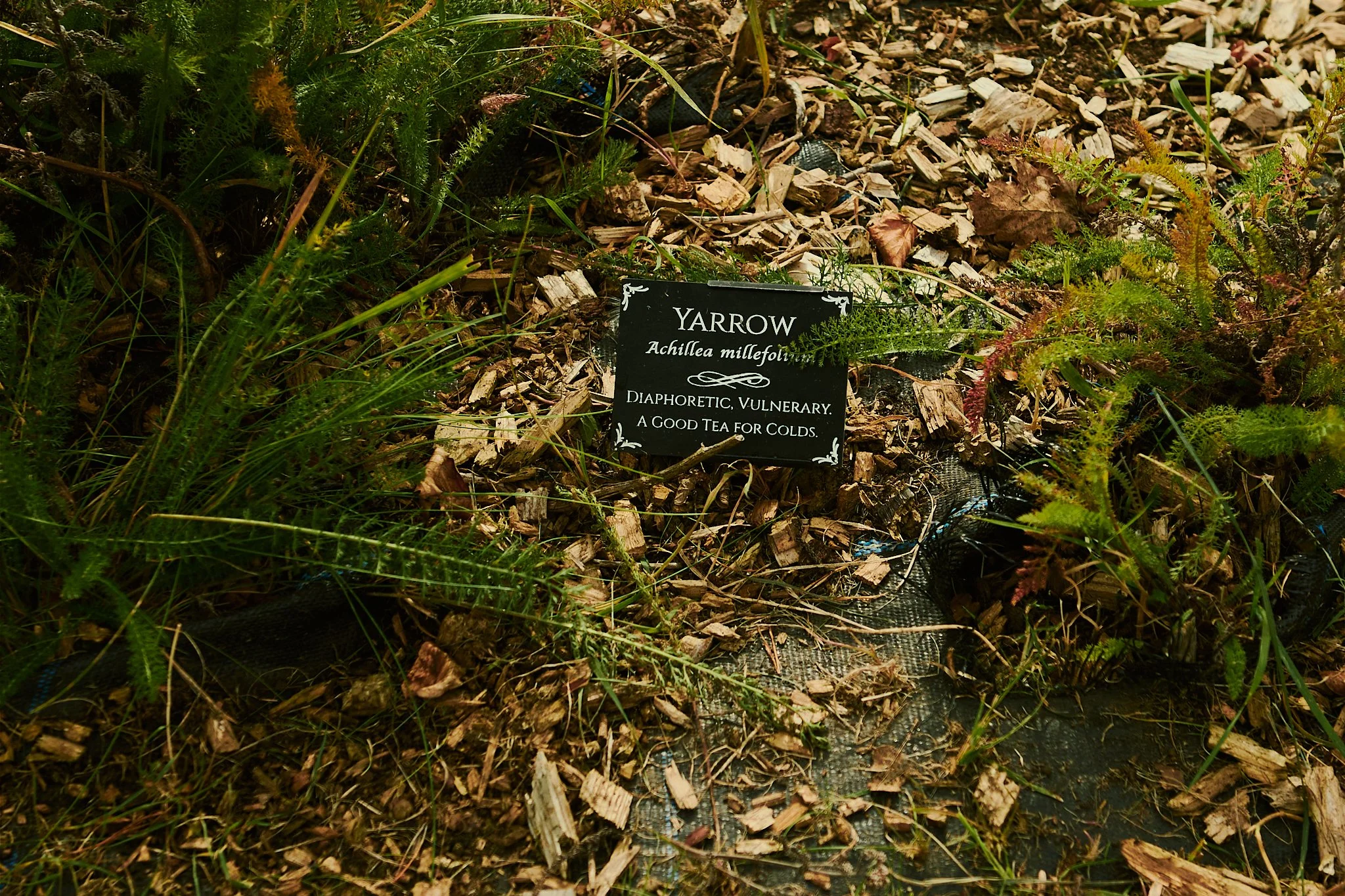 Spouse Rosebery Estate - Scottish Flower Grower Collective 148.jpg