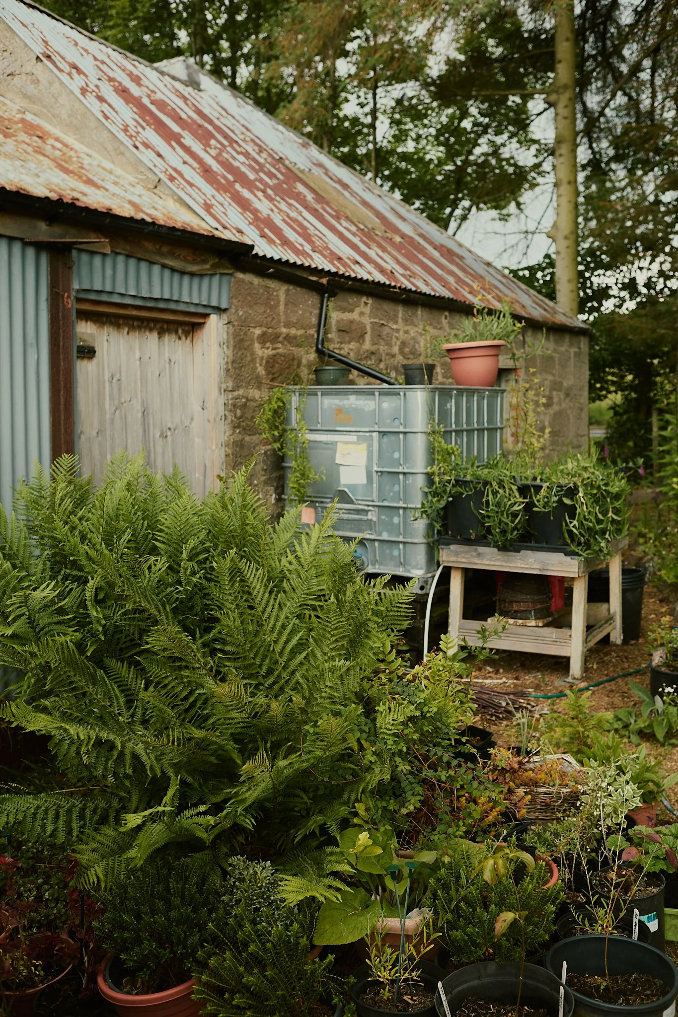 Spouse Burnside Croft - Scottish Flower Grower's Collective 2.jpg