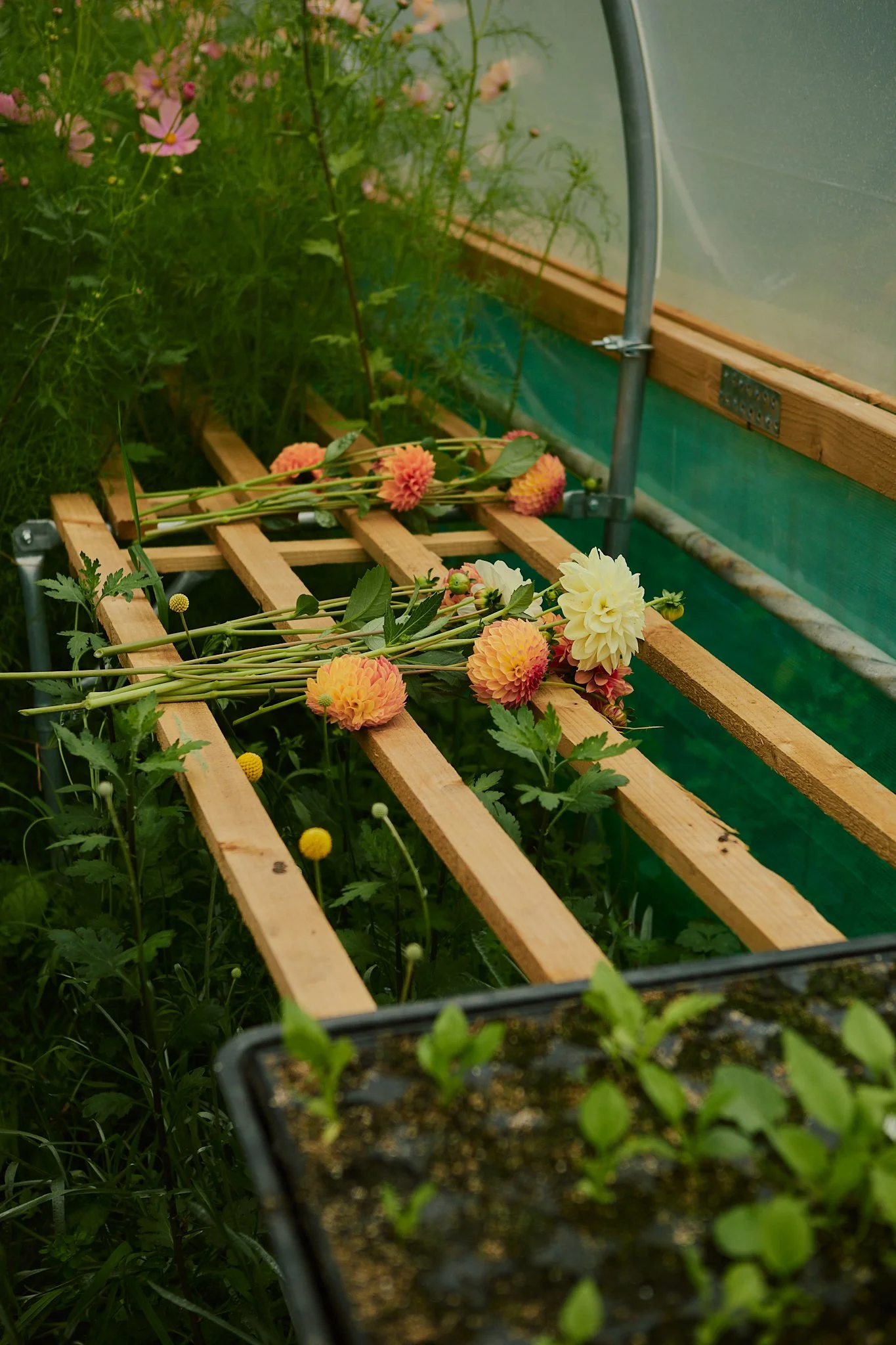 Spouse East Lothian Flower Farm - Scottish Flower Grower's Collective 47.jpg