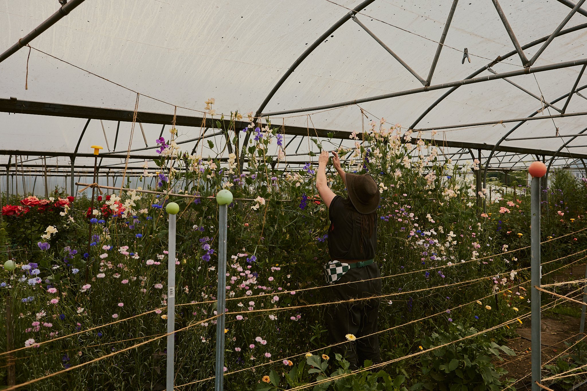 Spouse Tomnaha - Scottish Flower Grower's Collective 50.jpg