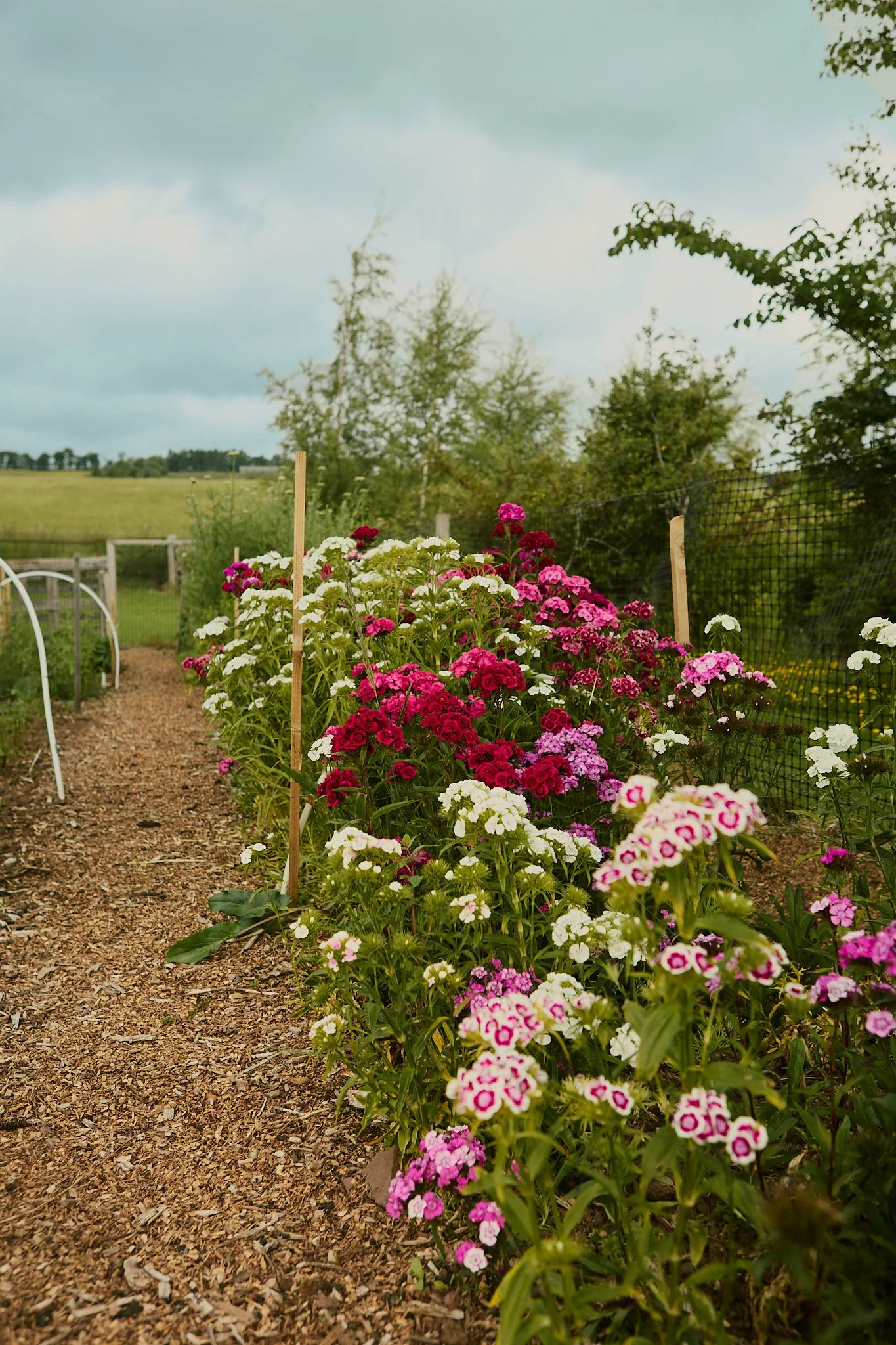 Spouse Burnside Croft - Scottish Flower Grower's Collective 14.jpg