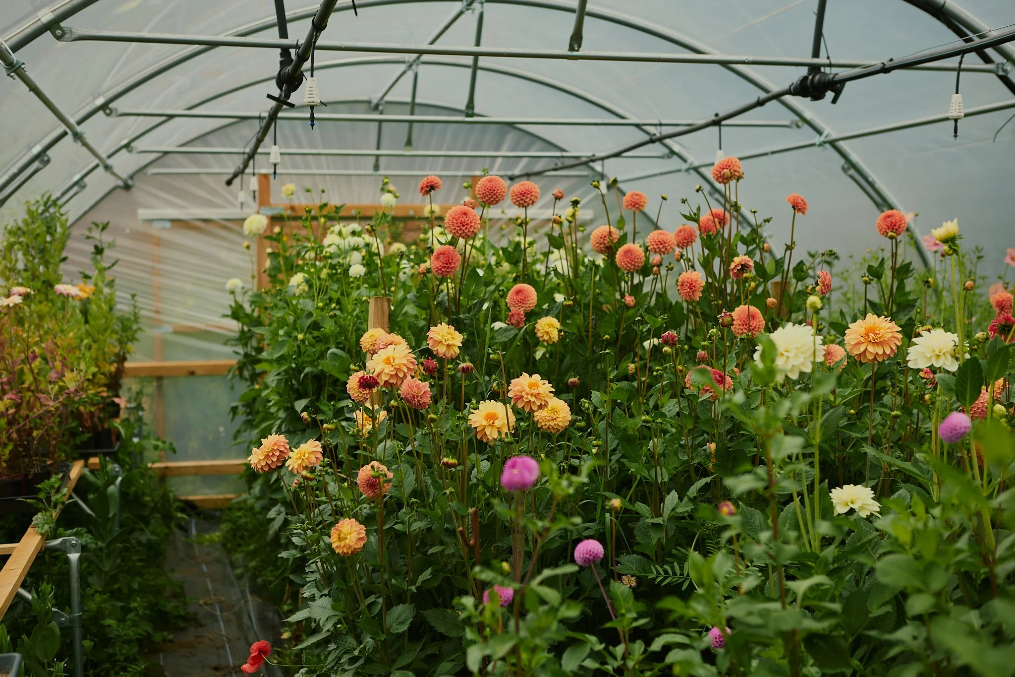 Spouse East Lothian Flower Farm - Scottish Flower Grower's Collective 23.jpg