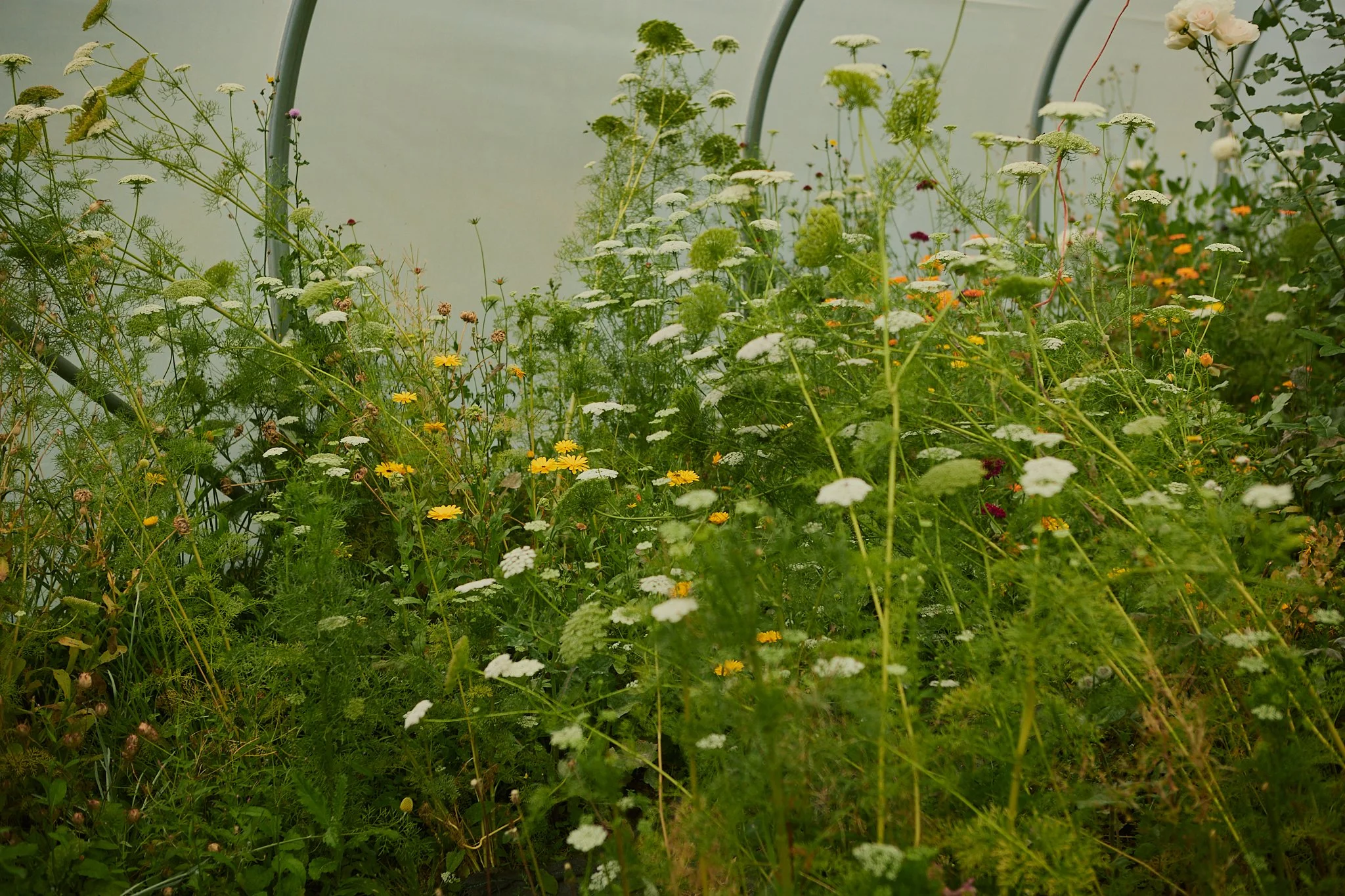 Spouse East Lothian Flower Farm - Scottish Flower Grower's Collective 34.jpg
