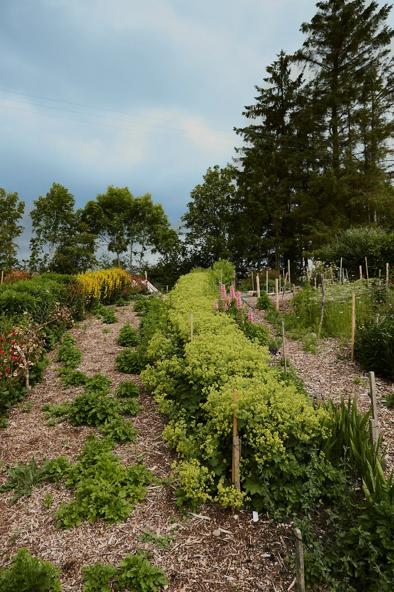 Spouse Burnside Croft - Scottish Flower Grower's Collective 23.jpg