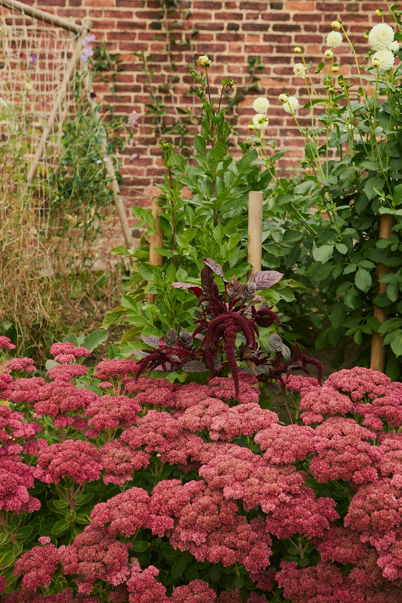 Spouse Rosebery Estate - Scottish Flower Grower Collective 176.jpg
